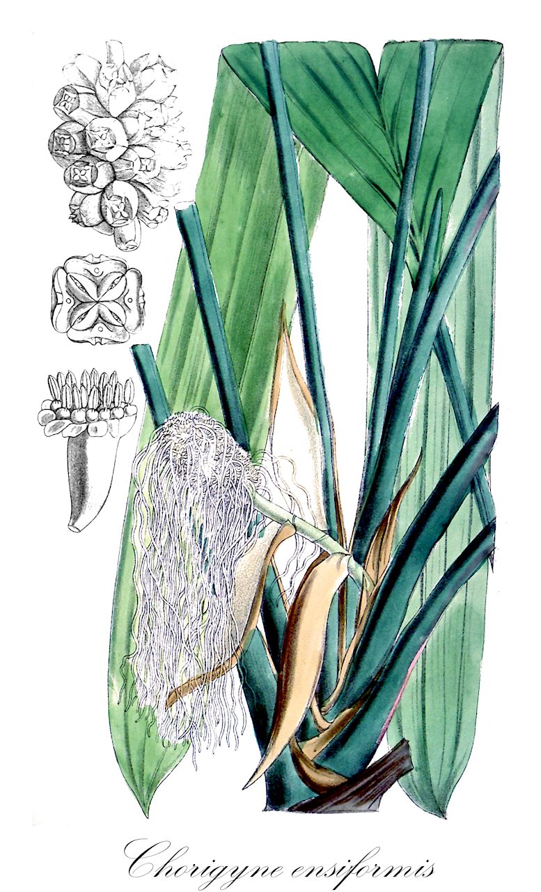 Chorigyne ensiformis - Cyclanthaceae,Plantae,Pteridobiotina,Angiosperms,Pandanales,Cyclanthaceae,Chorigyne,Chorigyne ensiformis,Carludovica ensiformis, Sphaeradenia ensiformis