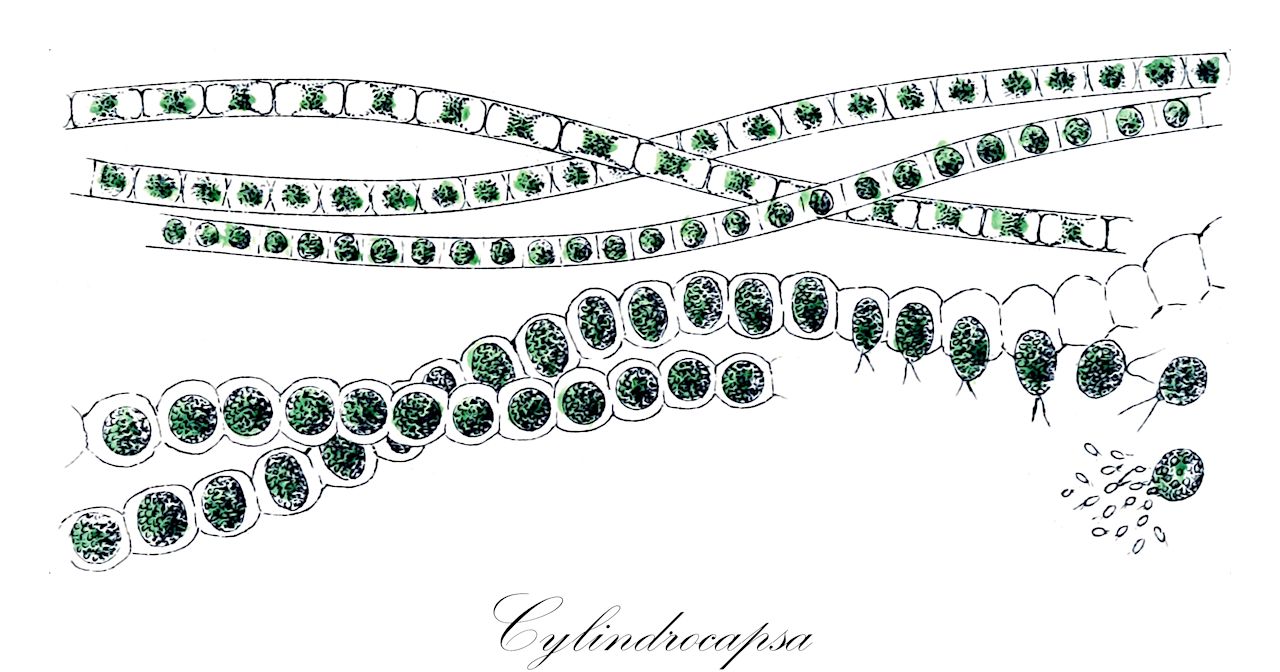 Cylindrocapsa - Chlorophyta,Biota,Plantae,Chlorophyta,Chlorophytina,Chlorophyceae,Chlamydomonadales,Cylindrocapsaceae,Cylindrocapsa