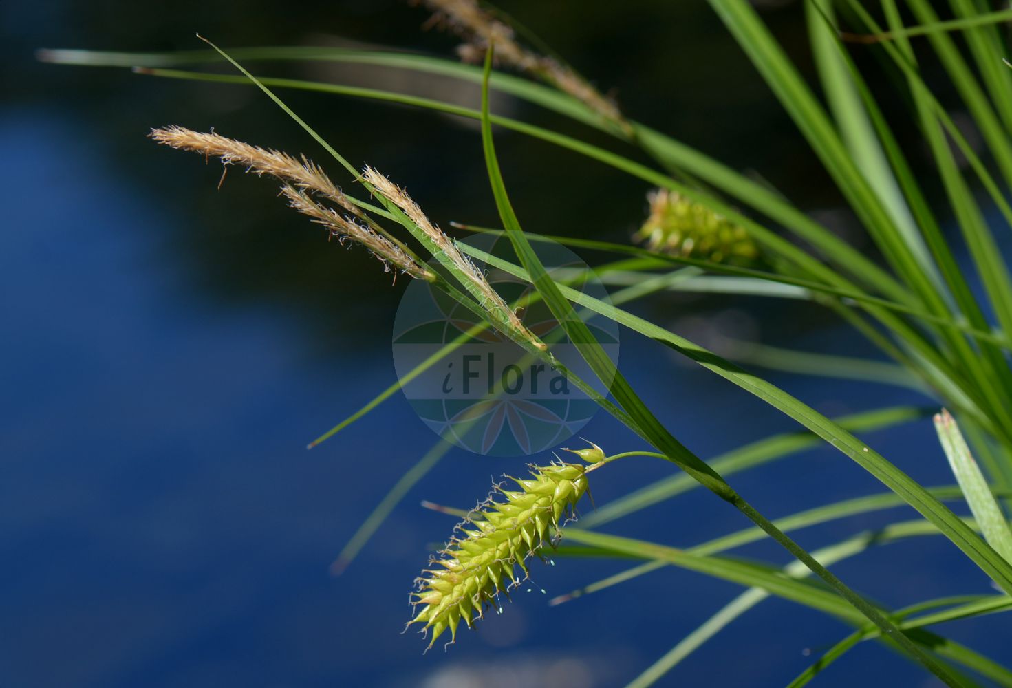 Foto von Carex vesicaria (Blasen-Segge - Bladder-Sedge). Das Bild zeigt Blatt, Bluete und Frucht. Das Foto wurde in Oslo, Norwegen aufgenommen. ---- Photo of Carex vesicaria (Blasen-Segge - Bladder-Sedge). The image is showing leaf, flower and fruit. The picture was taken in Oslo, Norway.(Carex vesicaria,Blasen-Segge,Bladder-Sedge,Carex vesicaria,Blasen-Segge,Bastard-Blasen-Segge,Bladder-Sedge,Blister Sedge,Carex,Segge,Sedge,Cyperaceae,Sauergräser,Sedge family,Blatt,Bluete,Frucht,leaf,flower,fruit)