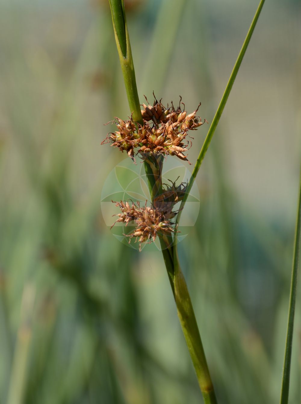 Cladium mariscus - Cyperaceae,Plantae,Pteridobiotina,Angiosperms,Poales,Cyperaceae,Cladium,Cladium mariscus,Mariscus mariscus, Schoenus mariscus,Binsen-Schneide;Schneide;Schneidebinse;great fen-sedge;cut-sedge;galigaan;smooth sawgrass;twig rush;swamp sawgrass;Marisque;marisque à feuilles en scie;cladium marisque;mansega;cortadera de cienaga;Falasco;galanga dei padule;scarzone;galigaan;capim-serra;меч-трава обыкновенная;меч-осока обыкновенная;gıyak;klad;mansega;močvarni ljutak;ag;hvas avneknippe;kłoć wiechowata;κnieć wiechowata;navadna rezika;télisás;mařice pilovitá;marica pílkatá;marica pilovitá;меч-трава болотна;режещ кладиум;lääne-mõõkrohi;dižā aslape;storak;taarna;љутак;machbed habbitzot;מַכְבֵּד הַבִּצּוֹת;šakatoji ratainytė;κλάδιο