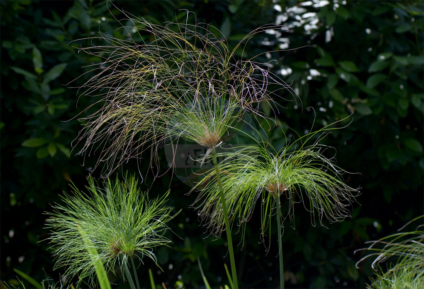 Foto von Cyperus papyrus. Das Bild zeigt Blatt und Bluete. Das Foto wurde in Napoli, Campania, Italien aufgenommen. ---- Photo of Cyperus papyrus. The image is showing leaf and flower. The picture was taken in Napoli, Campania, Italy.(Cyperus papyrus,Cyperus papyrus,Cyperus syriacus,Cyperus,Zypergras,Flatsedge,Cyperaceae,Sauergräser,Sedge family,Blatt,Bluete,leaf,flower)