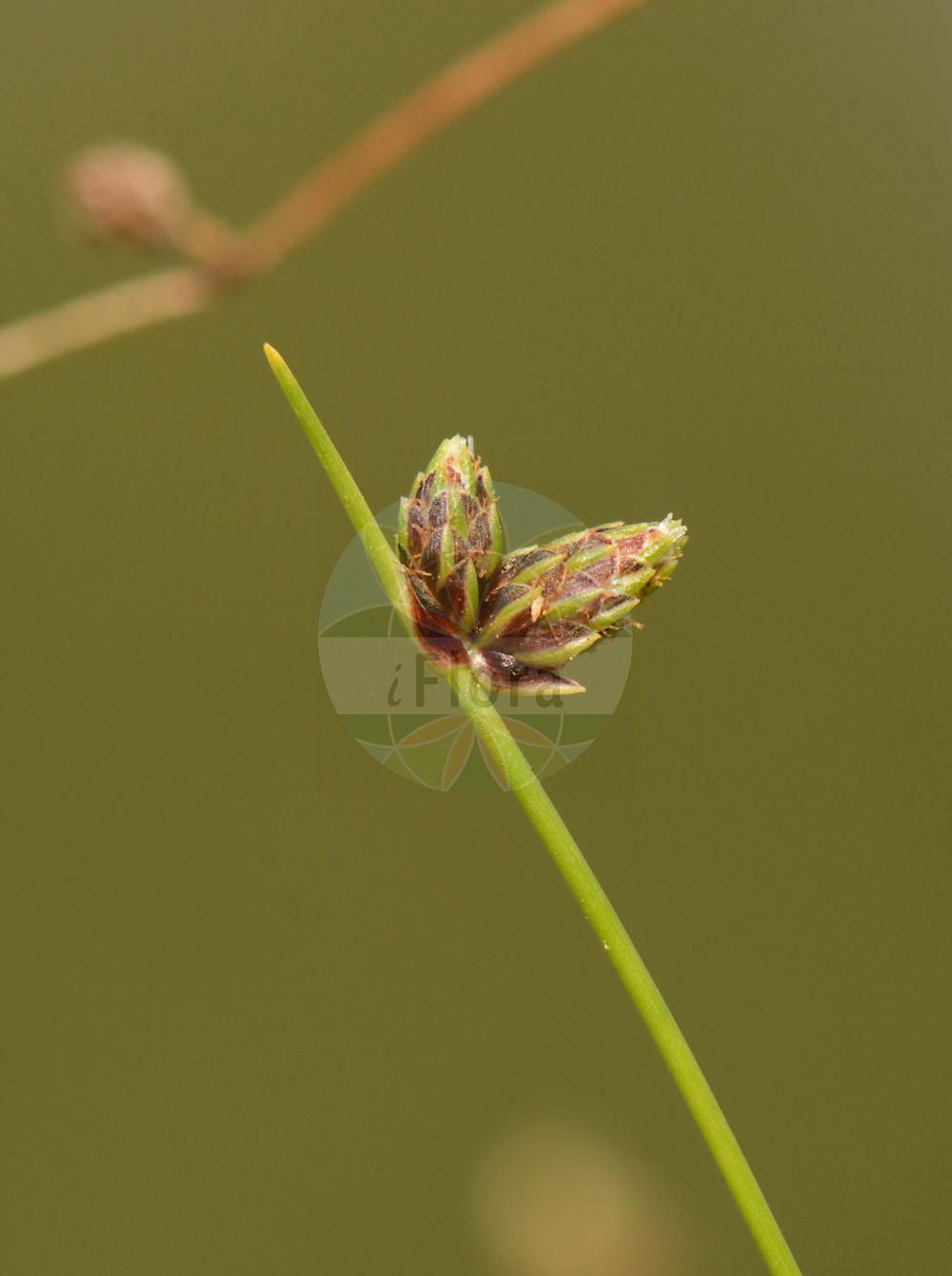 Isolepis setacea - Cyperaceae,Plantae,Pteridobiotina,Angiosperms,Poales,Cyperaceae,Isolepis,Isolepis setacea,Cyperus setaceus, Isolepis gracillima, Isolepis monandra, Isolepis pleurocarpa, Isolepis setacea subsp. gracillima, Isolepis setacea var. aberdarica, Isolepis setacea var. pallens, Mariscus setaceus, Schoenoplectus setaceus, Scirpus clathratus, Scirpus gracillimus, Scirpus savii var. gracillimus, Scirpus setaceus, Scirpus setaceus subsp. gracillimus, Scirpus setaceus var. clathratus, Scirpus setaceus var. digynus, Scirpus setaceus var. gracillimus, Scirpus setaceus var. major, Scirpus setaceus var. minimus,Borstige Schuppensimse;Borstige Moorbinse;Borsten-Moorbinse;bristle club-rush;bristleleaf bulrush;Isolépis sétacé;scirpe grêle;scirpe sétacé;escirpillo;Lisca setacea;borstelbies;камыш щетиновидный;камышевник щетиновидный;tüylü kınotu;sitkë qimehollë;borstsäv;børste-kogleaks;sitniczka szczecinowata;ščetinasto bičje;kasika-káka;bezosetka štětinovitá;škripík štetinatý;škripík štetinovitý;куга щетиновидна;четипновиден изолепис;saru meldrs;bustsevaks;järviharjasluikka;оштра зука;šerinis meldelis;xì guān shǔ;细莞属