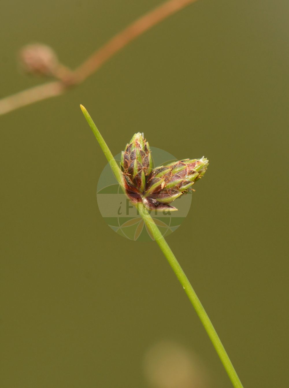 Foto von Isolepis setacea (Borstige Moorbinse - Bristle Club-rush). Das Bild zeigt Blatt, Bluete und Frucht. Das Foto wurde in Oesterholz-Haustenbeck, Schlangen, Lippe, Nordrhein-Westfalen, Deutschland, Westfälische Bucht aufgenommen. ---- Photo of Isolepis setacea (Borstige Moorbinse - Bristle Club-rush). The image is showing leaf, flower and fruit. The picture was taken in Oesterholz-Haustenbeck, Schlangen, Lippe, North Rhine-Westphalia, Germany, Westfaelische Bucht.(Isolepis setacea,Borstige Moorbinse,Bristle Club-rush,Isolepis setacea,Scirpus setaceus,Borstige Moorbinse,Borsten-Moorbinse,Borstige Schuppensimse,Bristle Club-rush,Bristleleaf Bulrush,Isolepis,Moorbinse,Bulrush,Cyperaceae,Sauergräser,Sedge family,Blatt,Bluete,Frucht,leaf,flower,fruit)