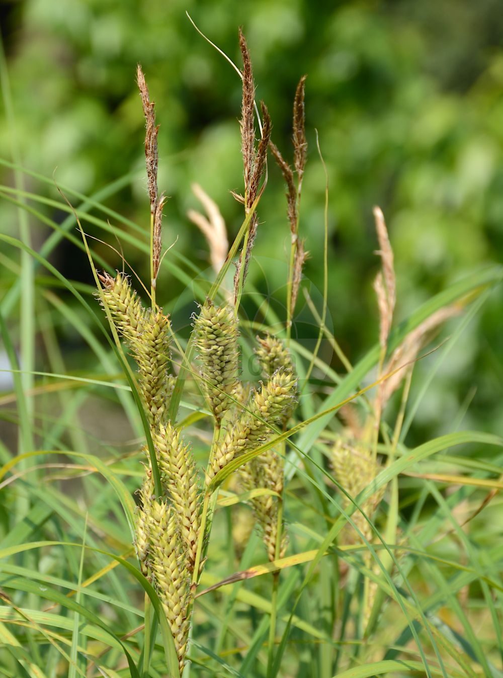 Foto von Carex atherodes (Große Grannen-Segge - Wheat Sedge). Das Bild zeigt Blatt, Bluete und Frucht. Das Foto wurde in Bonn, Nordrhein-Westfalen, Deutschland aufgenommen. ---- Photo of Carex atherodes (Große Grannen-Segge - Wheat Sedge). The image is showing leaf, flower and fruit. The picture was taken in Bonn, North Rhine-Westphalia, Germany.(Carex atherodes,Große Grannen-Segge,Wheat Sedge,Carex atherodes,Carex orthostachys,Carex siegertiana,Grosse Grannen-Segge,Wheat Sedge,Awned Sedge,Slough Sedge,Sugar-grass Sedge,Carex,Segge,Sedge,Cyperaceae,Sauergräser,Sedge family,Blatt,Bluete,Frucht,leaf,flower,fruit)