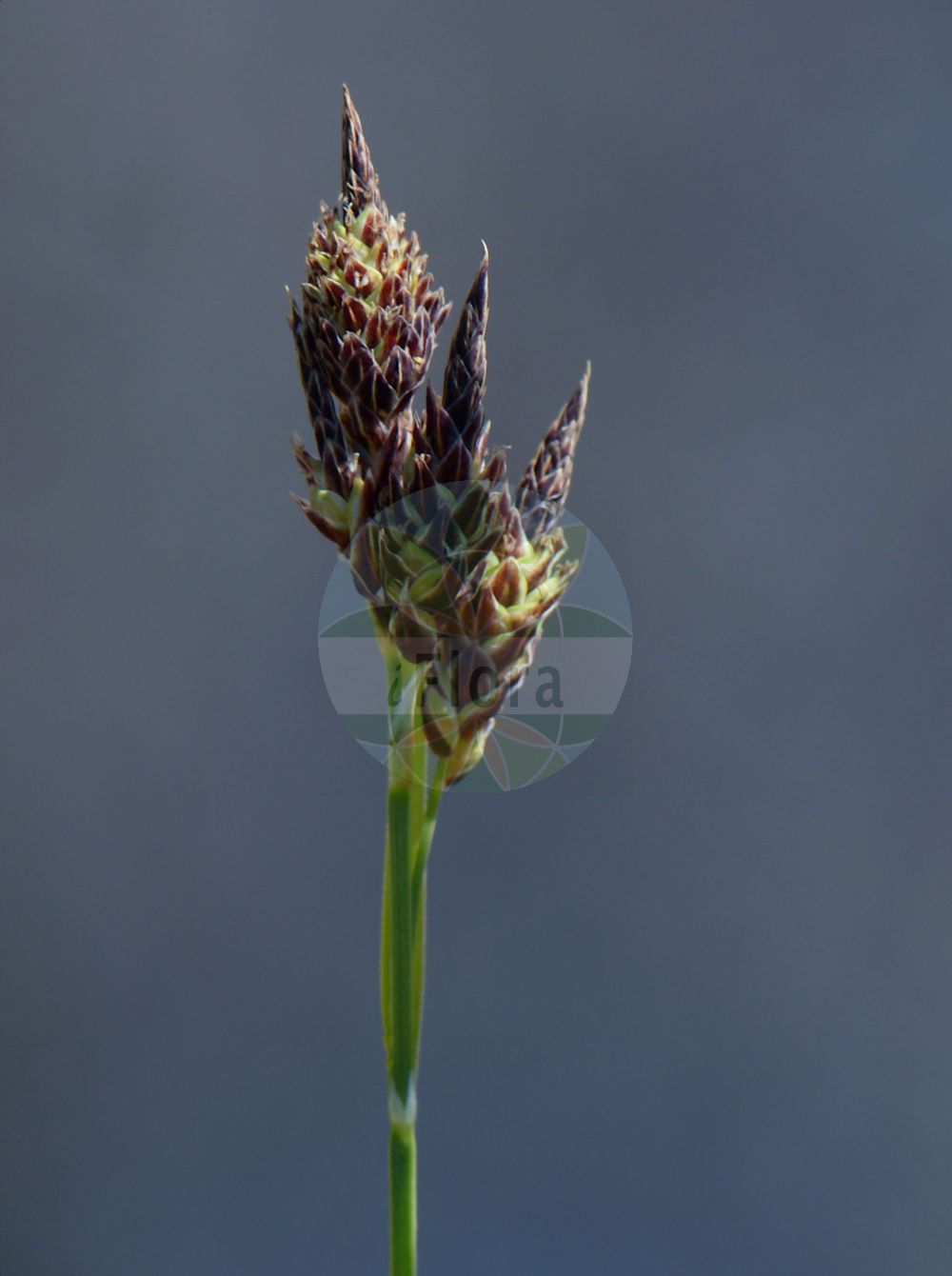 Foto von Carex atrata (Trauer-Segge - Black Alpine-Sedge). Das Bild zeigt Bluete und Frucht. Das Foto wurde in Uppsala, Schweden aufgenommen. ---- Photo of Carex atrata (Trauer-Segge - Black Alpine-Sedge). The image is showing flower and fruit. The picture was taken in Uppsala, Sweden.(Carex atrata,Trauer-Segge,Black Alpine-Sedge,Carex atrata,Trauer-Segge,Kohlschwarze Segge,Black Alpine-Sedge,Carex,Segge,Sedge,Cyperaceae,Sauergräser,Sedge family,Bluete,Frucht,flower,fruit)