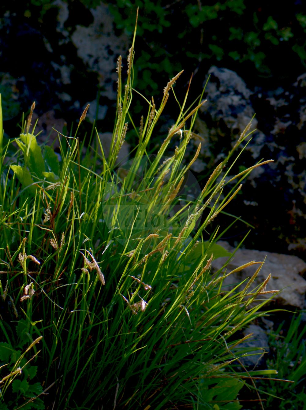 Foto von Carex austroalpina. Das Bild zeigt Blatt, Bluete und Frucht. Das Foto wurde in München, Bayern, Deutschland aufgenommen. ---- Photo of Carex austroalpina. The image is showing leaf, flower and fruit. The picture was taken in Munich, Bavaria, Germany.(Carex austroalpina,Carex,Segge,Sedge,Cyperaceae,Sauergräser,Sedge family,Blatt,Bluete,Frucht,leaf,flower,fruit)