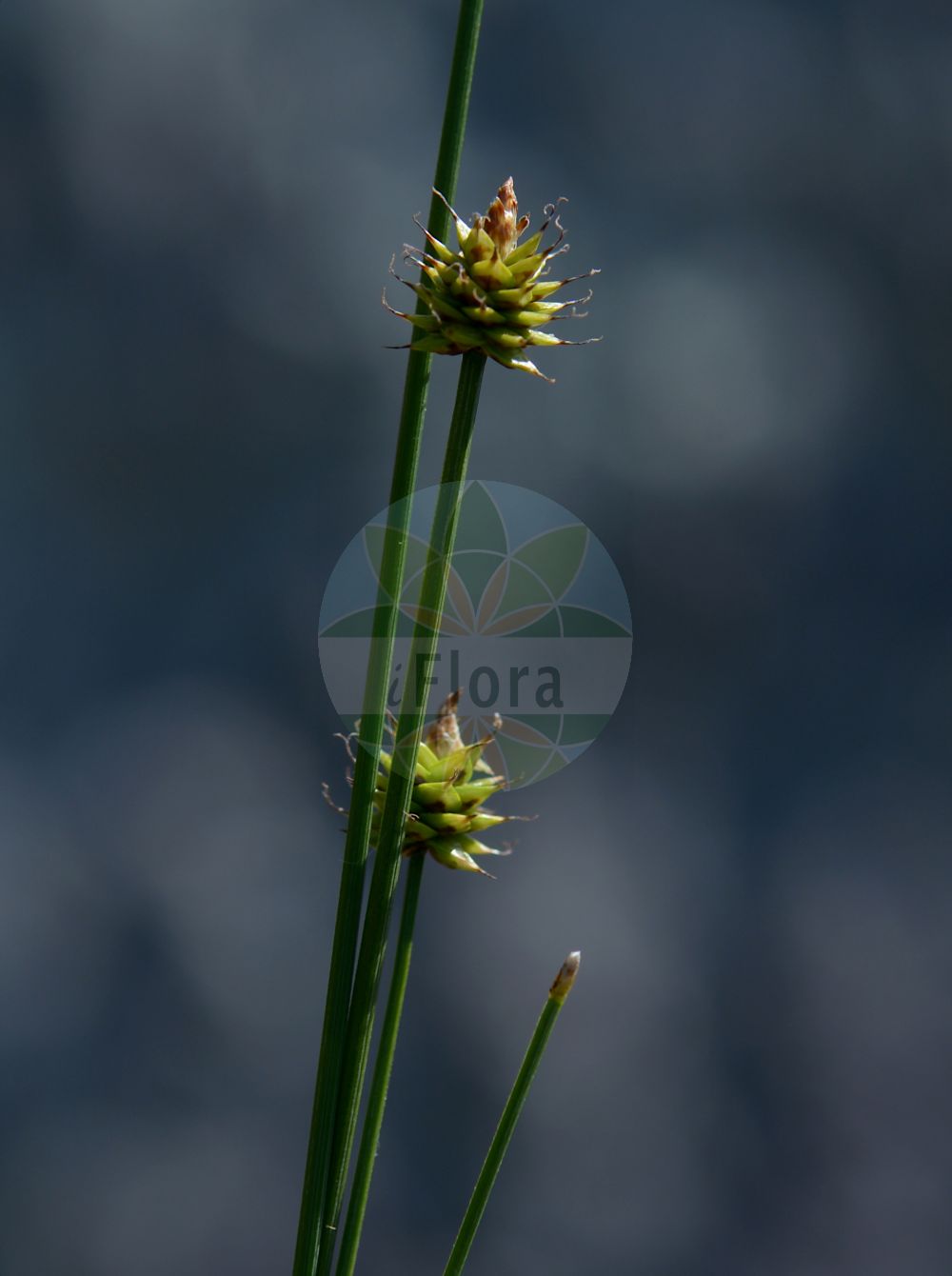 Foto von Carex capitata (Kopf-Segge - Capitate Sedge). Das Bild zeigt Blatt, Bluete und Frucht. Das Foto wurde in Göteborg, Schweden aufgenommen. ---- Photo of Carex capitata (Kopf-Segge - Capitate Sedge). The image is showing leaf, flower and fruit. The picture was taken in Gothenburg, Sweden.(Carex capitata,Kopf-Segge,Capitate Sedge,Carex capitata,Kopf-Segge,Capitate Sedge,Carex,Segge,Sedge,Cyperaceae,Sauergräser,Sedge family,Blatt,Bluete,Frucht,leaf,flower,fruit)