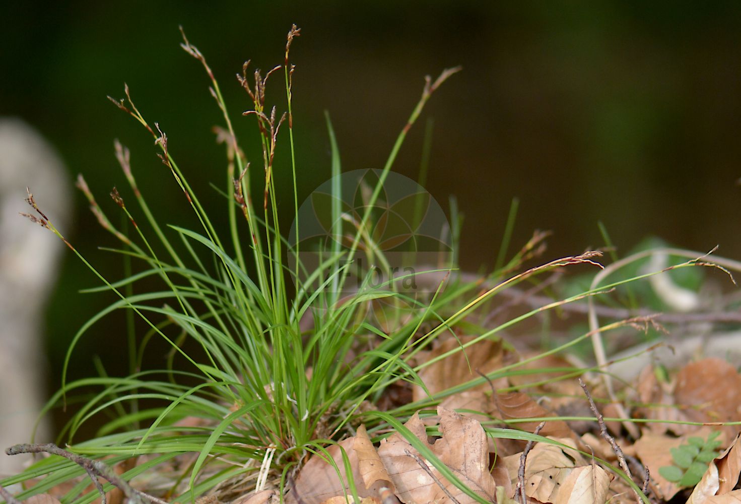 Foto von Carex digitata (Finger-Segge - Fingered Sedge). Das Bild zeigt Blatt, Bluete und Frucht. Das Foto wurde in Biebertal, Hessen, Deutschland, Nördliches Hessisches Schiefergebirge aufgenommen. ---- Photo of Carex digitata (Finger-Segge - Fingered Sedge). The image is showing leaf, flower and fruit. The picture was taken in Biebertal, Hesse, Germany, Northern Hessisches Schiefergebirge.(Carex digitata,Finger-Segge,Fingered Sedge,Carex digitata,Carex digitata var. bulgarica,Finger-Segge,Fingered Sedge,Carex,Segge,Sedge,Cyperaceae,Sauergräser,Sedge family,Blatt,Bluete,Frucht,leaf,flower,fruit)