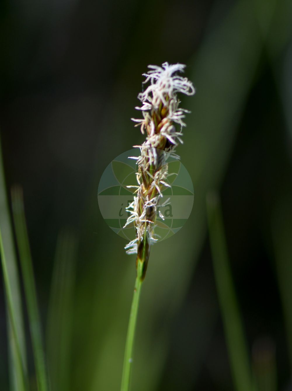 Foto von Carex disticha (Zweizeilige Segge - Brown Sedge). Das Bild zeigt Bluete und Frucht. Das Foto wurde in München, Bayern, Deutschland aufgenommen. ---- Photo of Carex disticha (Zweizeilige Segge - Brown Sedge). The image is showing flower and fruit. The picture was taken in Munich, Bavaria, Germany.(Carex disticha,Zweizeilige Segge,Brown Sedge,Carex disticha,Carex grossheimii,Carex intermedia,Carex modesta,Vignea disticha,Zweizeilige Segge,Kamm-Segge,Brown Sedge,Tworank Sedge,Carex,Segge,Sedge,Cyperaceae,Sauergräser,Sedge family,Bluete,Frucht,flower,fruit)