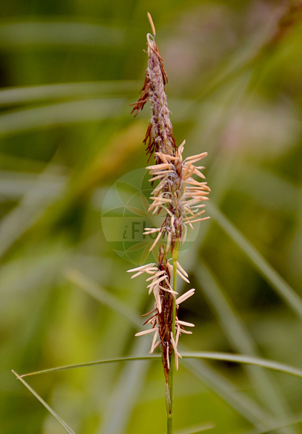 Foto von Carex hirta (Behaarte Segge - Hairy Sedge). Das Bild zeigt Bluete und Frucht. Das Foto wurde in Bremen, Deutschland aufgenommen. ---- Photo of Carex hirta (Behaarte Segge - Hairy Sedge). The image is showing flower and fruit. The picture was taken in Bremen, Germany.(Carex hirta,Behaarte Segge,Hairy Sedge,Carex hirta,Carex hirta subsp. hirtiformis,Behaarte Segge,Raue Segge,Hairy Sedge,Hammer Sedge,Carex,Segge,Sedge,Cyperaceae,Sauergräser,Sedge family,Bluete,Frucht,flower,fruit)