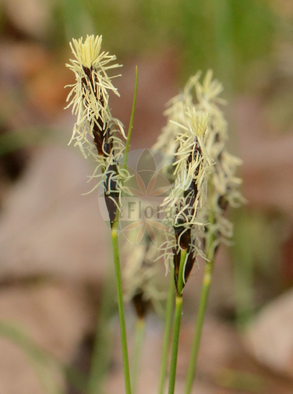 Foto von Carex montana (Berg-Segge - Soft-leaved Sedge). Das Bild zeigt Blatt, Bluete und Frucht. Das Foto wurde in Frankfurt, Hessen, Deutschland aufgenommen. ---- Photo of Carex montana (Berg-Segge - Soft-leaved Sedge). The image is showing leaf, flower and fruit. The picture was taken in Frankfurt, Hesse, Germany.(Carex montana,Berg-Segge,Soft-leaved Sedge,Carex csetzii,Carex montana,Carex montana subsp. csetzii,Berg-Segge,Soft-leaved Sedge,Mountain Sedge,Short-leaved Sedge,Carex,Segge,Sedge,Cyperaceae,Sauergräser,Sedge family,Blatt,Bluete,Frucht,leaf,flower,fruit)