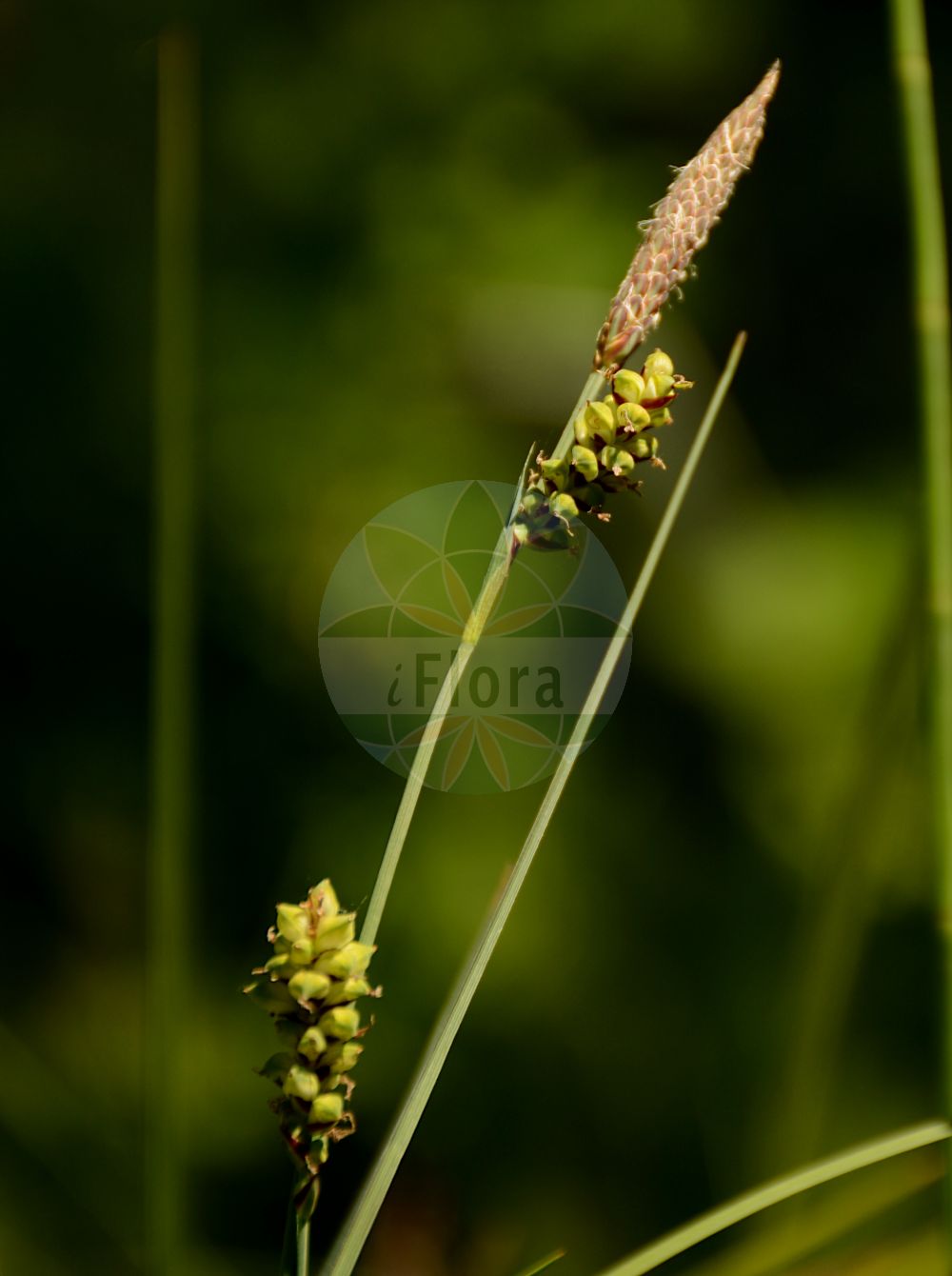 Foto von Carex panicea (Hirse-Segge - Carnation Sedge). Das Bild zeigt Blatt, Bluete und Frucht. Das Foto wurde in Besancon, Bourgogne-Franche-Comté (Präfektur), Frankreich aufgenommen. ---- Photo of Carex panicea (Hirse-Segge - Carnation Sedge). The image is showing leaf, flower and fruit. The picture was taken in Besançon, Bourgogne-Franche-Comté.(Carex panicea,Hirse-Segge,Carnation Sedge,Carex panicea,Carex panicea subsp. dalmatica,Hirse-Segge,Carnation Sedge,Carnation Grass,Grass-like Sedge,Carex,Segge,Sedge,Cyperaceae,Sauergräser,Sedge family,Blatt,Bluete,Frucht,leaf,flower,fruit)