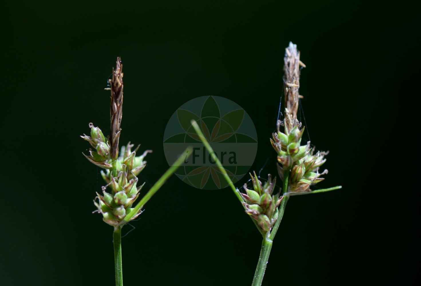 Foto von Carex pilulifera (Pillen-Segge - Pill Sedge). Das Bild zeigt Blatt, Bluete und Frucht. Das Foto wurde in Stadtwald, Frankfurt, Hessen, Deutschland, Oberrheinisches Tiefland und Rhein-Main-Ebene aufgenommen. ---- Photo of Carex pilulifera (Pillen-Segge - Pill Sedge). The image is showing leaf, flower and fruit. The picture was taken in Stadtwald, Frankfurt, Hesse, Germany, Oberrheinisches Tiefland and Rhein-Main-Ebene.(Carex pilulifera,Pillen-Segge,Pill Sedge,Carex pilulifera,Pillen-Segge,Pill Sedge,Pill-headed Sedge,Carex,Segge,Sedge,Cyperaceae,Sauergräser,Sedge family,Blatt,Bluete,Frucht,leaf,flower,fruit)