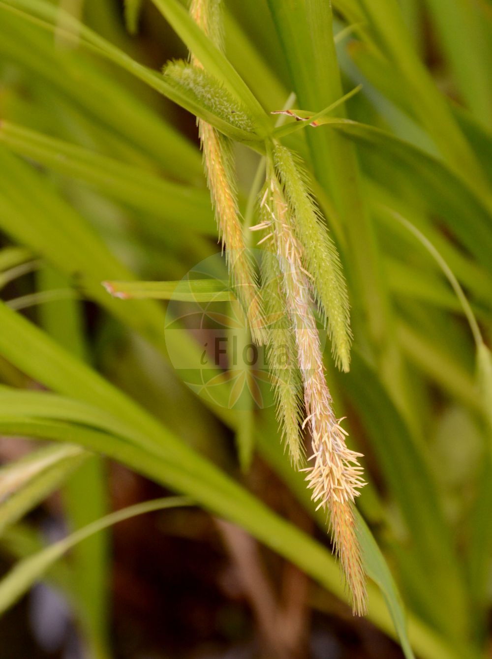 Foto von Carex pseudocyperus (Scheinzypergras-Segge - Cyperus Sedge). Das Bild zeigt Blatt, Bluete und Frucht. Das Foto wurde in Oldenburg, Niedersachsen, Deutschland aufgenommen. ---- Photo of Carex pseudocyperus (Scheinzypergras-Segge - Cyperus Sedge). The image is showing leaf, flower and fruit. The picture was taken in Oldenburg, Lower Saxony, Germany.(Carex pseudocyperus,Scheinzypergras-Segge,Cyperus Sedge,Carex pseudocyperus,Scheinzypergras-Segge,Schein-Zypergras-Segge,Cyperus Sedge,Cypress-like Sedge,Hop Sedge,Carex,Segge,Sedge,Cyperaceae,Sauergräser,Sedge family,Blatt,Bluete,Frucht,leaf,flower,fruit)