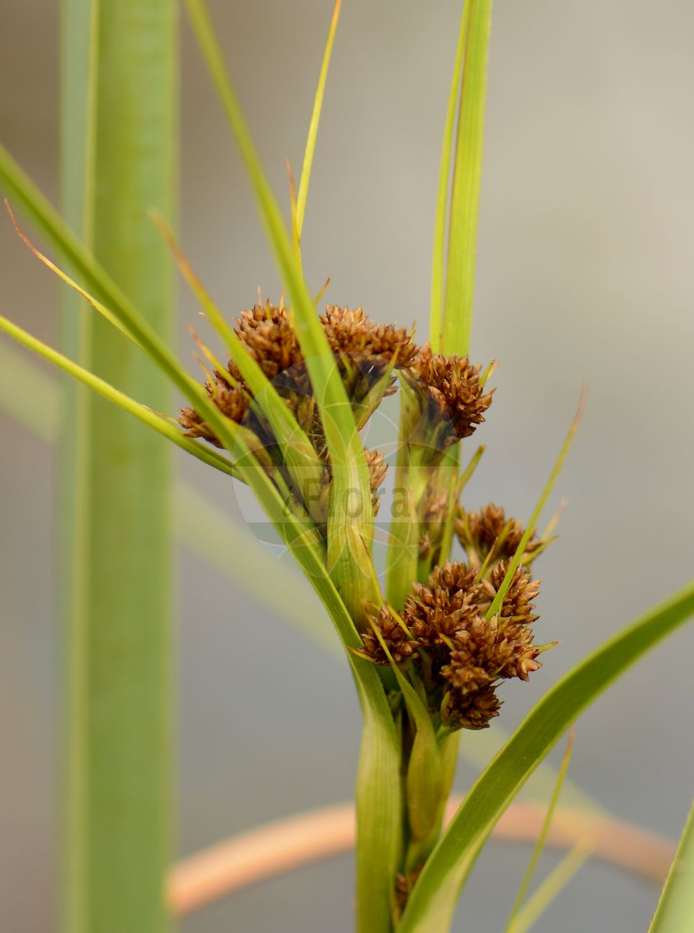 Foto von Cladium mariscus (Binsenschneide - Great Fen-Sedge). Das Bild zeigt Blatt, Bluete und Frucht. Das Foto wurde in Jardin des Plantes, Paris, Frankreich aufgenommen. ---- Photo of Cladium mariscus (Binsenschneide - Great Fen-Sedge). The image is showing leaf, flower and fruit. The picture was taken in Jardin des Plantes, Paris, France.(Cladium mariscus,Binsenschneide,Great Fen-Sedge,Cladium grossheimii,Cladium mariscus,Isolepis martii,Schoenus mariscus,Binsenschneide,Binsen-Schneide,Great Fen-Sedge,Cut-Sedge,Swamp Sawgrass,Galigaan,Smooth Sawgrass,Twig Rush,Cladium,Schneide,Cut-Sedge,Cyperaceae,Sauergräser,Sedge family,Blatt,Bluete,Frucht,leaf,flower,fruit)