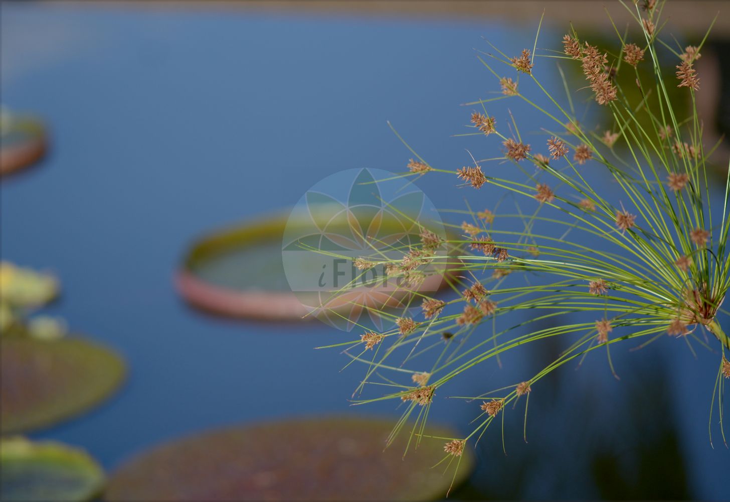 Foto von Cyperus papyrus. Das Bild zeigt Blatt und Bluete. Das Foto wurde in Genève, Schweiz aufgenommen. ---- Photo of Cyperus papyrus. The image is showing leaf and flower. The picture was taken in Geneva, Switzerland.(Cyperus papyrus,Cyperus papyrus,Cyperus syriacus,Cyperus,Zypergras,Flatsedge,Cyperaceae,Sauergräser,Sedge family,Blatt,Bluete,leaf,flower)