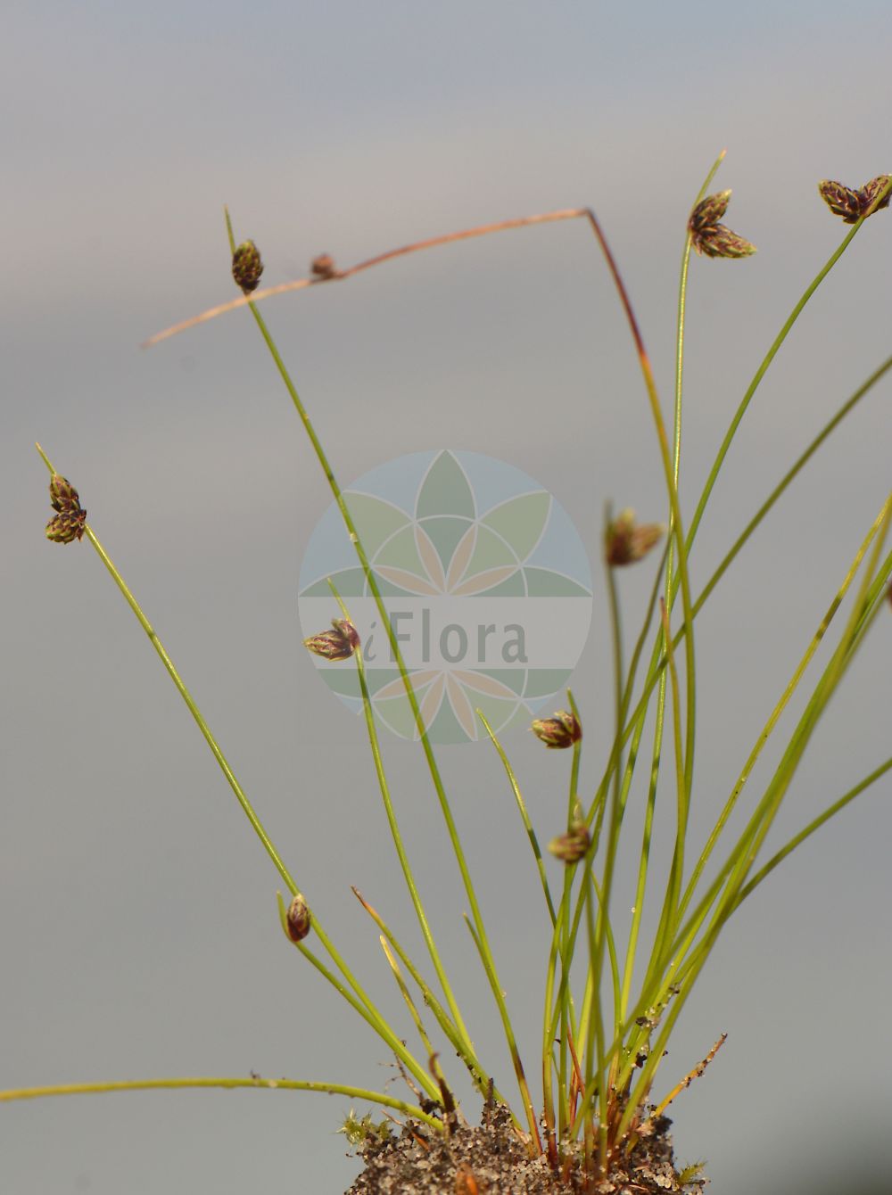 Foto von Isolepis setacea (Borstige Moorbinse - Bristle Club-rush). Das Bild zeigt Blatt, Bluete und Frucht. Das Foto wurde in Oesterholz-Haustenbeck, Schlangen, Lippe, Nordrhein-Westfalen, Deutschland, Westfälische Bucht aufgenommen. ---- Photo of Isolepis setacea (Borstige Moorbinse - Bristle Club-rush). The image is showing leaf, flower and fruit. The picture was taken in Oesterholz-Haustenbeck, Schlangen, Lippe, North Rhine-Westphalia, Germany, Westfaelische Bucht.(Isolepis setacea,Borstige Moorbinse,Bristle Club-rush,Isolepis setacea,Scirpus setaceus,Borstige Moorbinse,Borsten-Moorbinse,Borstige Schuppensimse,Bristle Club-rush,Bristleleaf Bulrush,Isolepis,Moorbinse,Bulrush,Cyperaceae,Sauergräser,Sedge family,Blatt,Bluete,Frucht,leaf,flower,fruit)