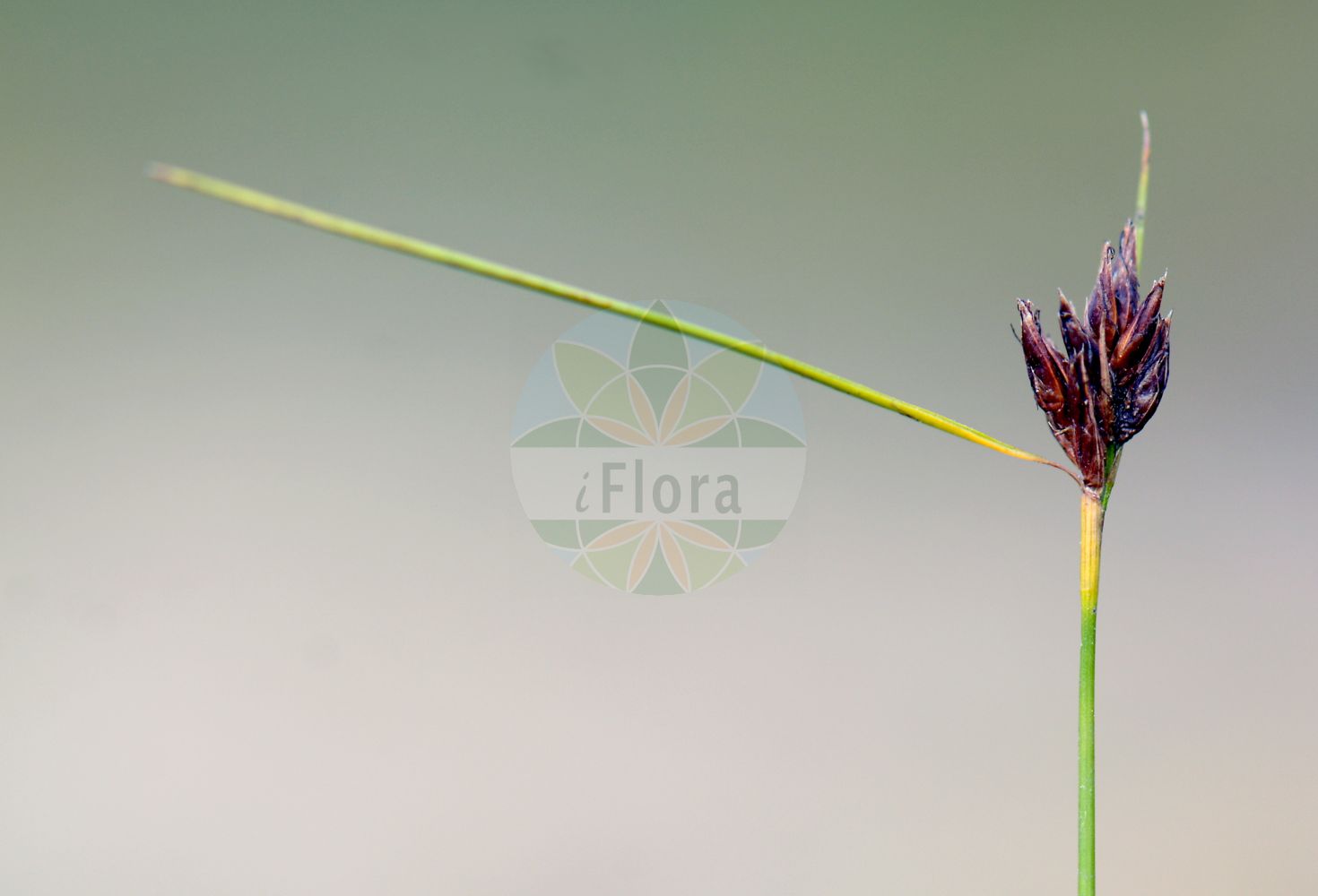 Foto von Rhynchospora fusca (Braunes Schnabelried - Brown Beak-Sedge). Das Bild zeigt Bluete. Das Foto wurde in Sennelager, Paderborn, Nordrhein-Westfalen, Deutschland, Westfälische Bucht aufgenommen. ---- Photo of Rhynchospora fusca (Braunes Schnabelried - Brown Beak-Sedge). The image is showing flower. The picture was taken in Sennelager, Paderborn, North Rhine-Westphalia, Germany, Westfaelische Bucht.(Rhynchospora fusca,Braunes Schnabelried,Brown Beak-Sedge,Rhynchospora fusca,Schoenus fuscus,Braunes Schnabelried,Brown Beak-Sedge,Rhynchospora,Schnabelbinse,Beaksedge,Cyperaceae,Sauergräser,Sedge family,Bluete,flower)