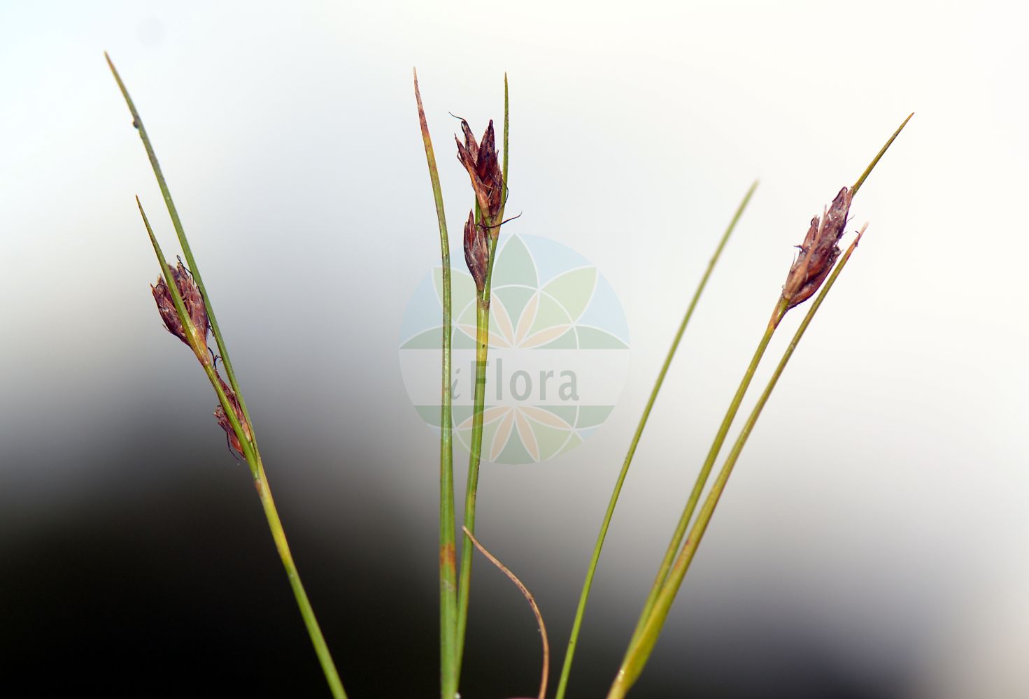 Foto von Rhynchospora fusca (Braunes Schnabelried - Brown Beak-Sedge). Das Bild zeigt Blatt und Bluete. Das Foto wurde in Sennelager, Paderborn, Nordrhein-Westfalen, Deutschland, Westfälische Bucht aufgenommen. ---- Photo of Rhynchospora fusca (Braunes Schnabelried - Brown Beak-Sedge). The image is showing leaf and flower. The picture was taken in Sennelager, Paderborn, North Rhine-Westphalia, Germany, Westfaelische Bucht.(Rhynchospora fusca,Braunes Schnabelried,Brown Beak-Sedge,Rhynchospora fusca,Schoenus fuscus,Braunes Schnabelried,Brown Beak-Sedge,Rhynchospora,Schnabelbinse,Beaksedge,Cyperaceae,Sauergräser,Sedge family,Blatt,Bluete,leaf,flower)