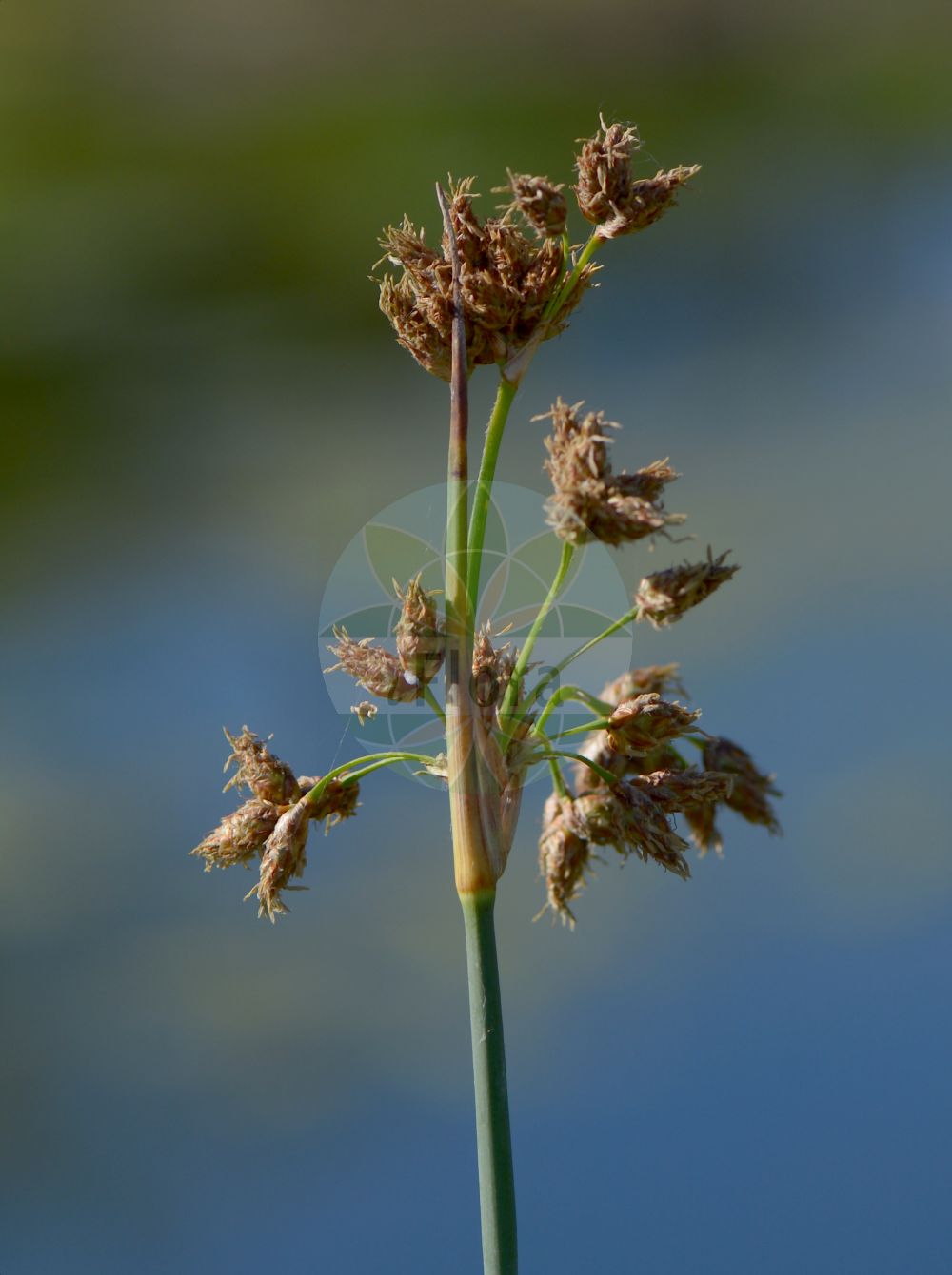 Foto von Schoenoplectus lacustris subsp. glaucus (Salz-Teichsimse - Grey Club-rush). Das Bild zeigt Bluete und Frucht. Das Foto wurde in Stockholm, Schweden aufgenommen. ---- Photo of Schoenoplectus lacustris subsp. glaucus (Salz-Teichsimse - Grey Club-rush). The image is showing flower and fruit. The picture was taken in Stockholm, Sweden.(Schoenoplectus lacustris subsp. glaucus,Salz-Teichsimse,Grey Club-rush,Scirpus tabernaemontani,Salz-Teichsimse,Grey Club-rush,Gray Clubrush,Great Bulrush,Soft-stem Bulrush,Schoenoplectus,Teichsimse,Bulrush,Cyperaceae,Sauergräser,Sedge family,Bluete,Frucht,flower,fruit)