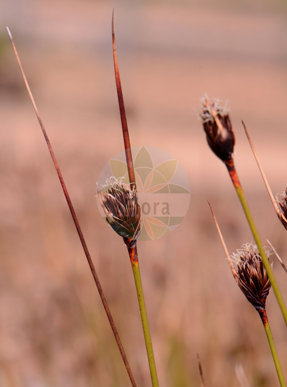 Foto von Schoenus nigricans (Schwarzes Kopfried - Black Bog-rush). Das Bild zeigt Blatt, Bluete und Frucht. Das Foto wurde in Mainz, Rheinland-Pfalz, Deutschland aufgenommen. ---- Photo of Schoenus nigricans (Schwarzes Kopfried - Black Bog-rush). The image is showing leaf, flower and fruit. The picture was taken in Mainz, Rhineland-Palatinate, Germany.(Schoenus nigricans,Schwarzes Kopfried,Black Bog-rush,Schoenus nigricans,Schwarzes Kopfried,Black Bog-rush,Bogrush,Schoenus,Kopfried,Bogrush,Cyperaceae,Sauergräser,Sedge family,Blatt,Bluete,Frucht,leaf,flower,fruit)