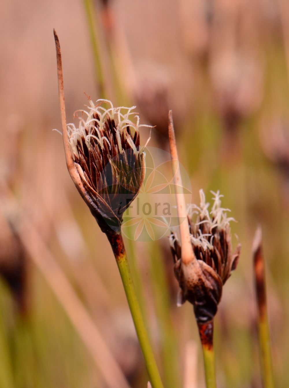 Foto von Schoenus nigricans (Schwarzes Kopfried - Black Bog-rush). Das Bild zeigt Blatt, Bluete und Frucht. Das Foto wurde in Mainz, Rheinland-Pfalz, Deutschland aufgenommen. ---- Photo of Schoenus nigricans (Schwarzes Kopfried - Black Bog-rush). The image is showing leaf, flower and fruit. The picture was taken in Mainz, Rhineland-Palatinate, Germany.(Schoenus nigricans,Schwarzes Kopfried,Black Bog-rush,Schoenus nigricans,Schwarzes Kopfried,Black Bog-rush,Bogrush,Schoenus,Kopfried,Bogrush,Cyperaceae,Sauergräser,Sedge family,Blatt,Bluete,Frucht,leaf,flower,fruit)