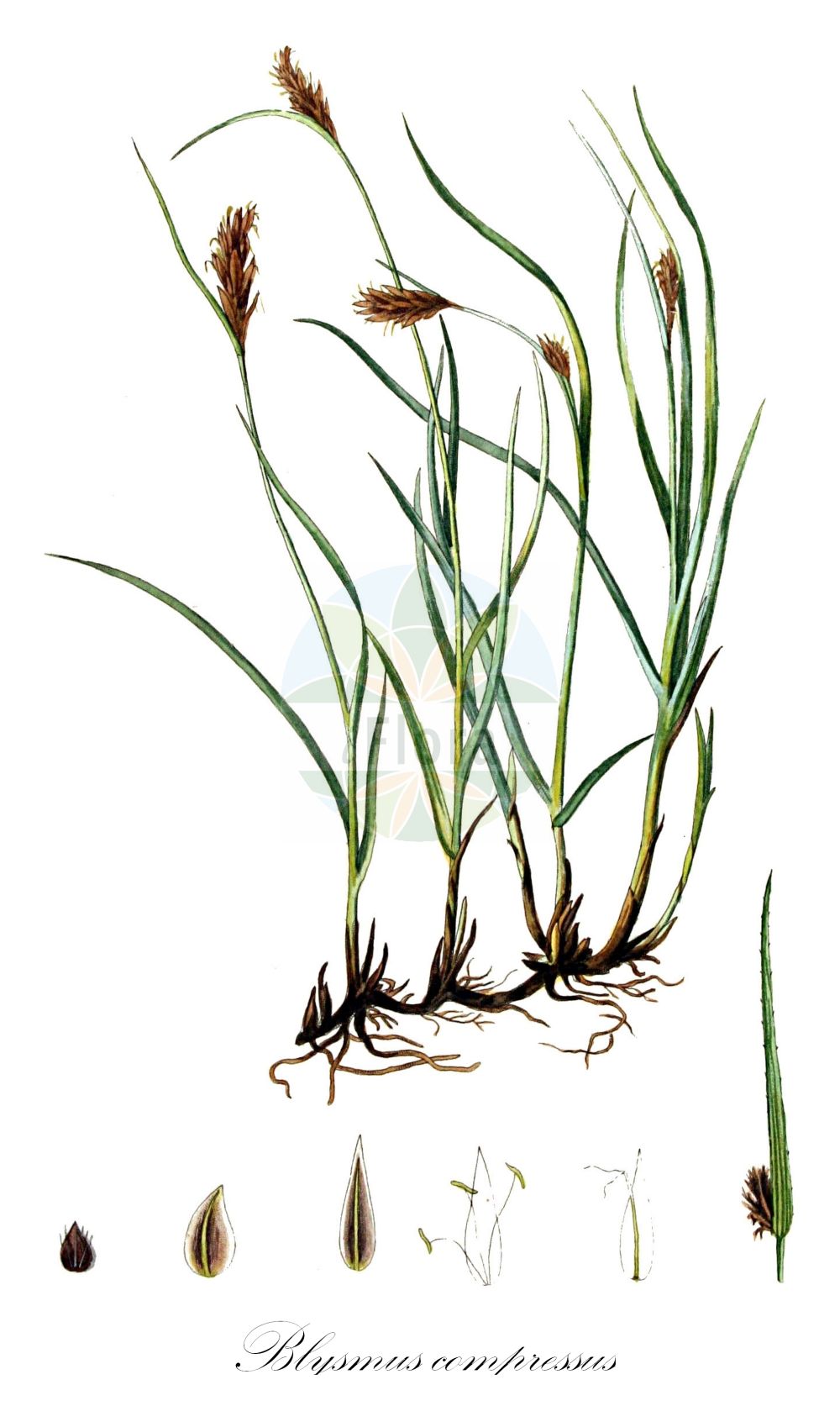 Historische Abbildung von Blysmus compressus (Zusammengedrücktes Quellried - Flat-Sedge). Das Bild zeigt Blatt, Bluete, Frucht und Same. ---- Historical Drawing of Blysmus compressus (Zusammengedrücktes Quellried - Flat-Sedge). The image is showing leaf, flower, fruit and seed.(Blysmus compressus,Zusammengedrücktes Quellried,Flat-Sedge,Blysmus compressus,Schoenus compressus,Scirpus compressus,Scirpus distichus,Zusammengedruecktes Quellried,Flache Quellbinse,Platthalm-Quellried,Zusammengedrueckte Quellbinse,Flat-Sedge,Broad Blysmus,Blysmus,Quellbinse,Flatsegde,Cyperaceae,Sauergräser,Sedge family,Blatt,Bluete,Frucht,Same,leaf,flower,fruit,seed,Kops (1800-1934))