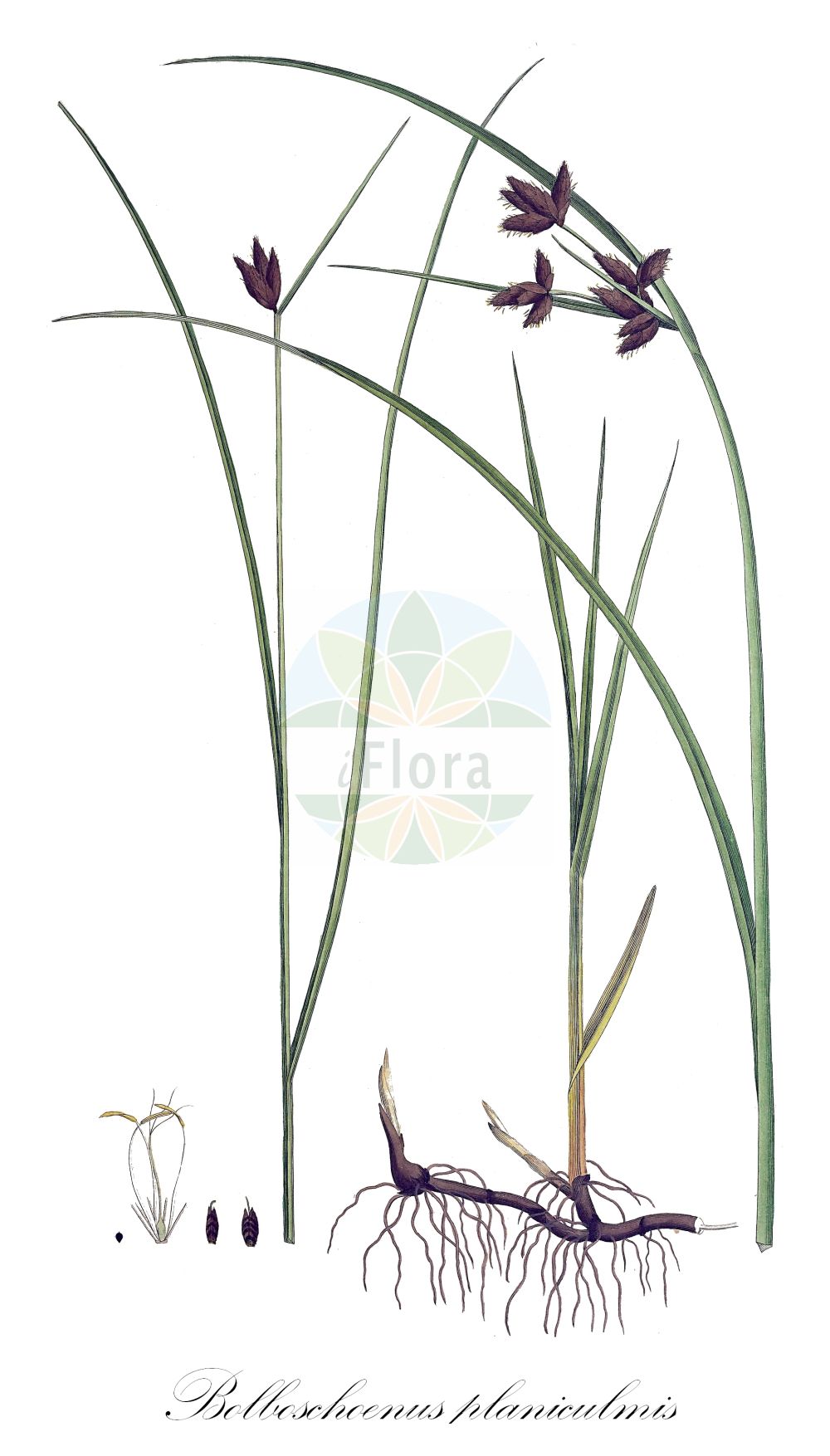 Bolboschoenus maritimus - Cyperaceae,Plantae,Pteridobiotina,Angiosperms,Poales,Cyperaceae,Bolboschoenus,Bolboschoenus maritimus,Reigera maritima, Schoenoplectus maritimus, Scirpus maritimus, Scirpus maritimus var. genuinus,Gewöhnliche Strandsimse;Bastard-Strand-Simse;Gewöhnliche Strand-Simse;Strand-Simse;Meer-Binse;Meerstrandbinse;Meersimse;Gewöhnliche Strandbinse;sea club-rush;salt-marsh bulrush;alkali bulrush;bayonet-grass;scirpe maritime;purua grass;cosmopolitan bulrush;river bulrush;Bolboschoenus maritime;scirpe maritime;jonc marin;serrada mayor;erba nocca;junco de mar;coco grande;cirpo de mar;Bolboschoenus maritimus;Lisca marittima;Mosca;Triangoli;scirpio marittimo;erba nocca;giunco sfrangiato;porri;zee-bies;zeebies;heen;triangulo;bayunça;junquilho-dos-salgados;triângulo;клубнекамыш морской;sandalyesazı;shqirrë;shqirrë deti;sitkë deti;jonca marítima;primorski rančić;havs-säv;havssäv;strand-kogleaks;sitowiec nadmorski;ukiyagara;ウキヤガラ;obmorska srpica;zsióka;kamyšník přímořský;trosnitoare;šarina prímorská;šašina prímorská;бульбокомиш морський;бульбокомиш скупчений;морски болбосхьонус;морски камыш;meri-mugulkõrkjas;jūrmalas gumumeldrs;havsevaks;merikaisla;висока зука;оштра шаш;шеварика;agmon yammi;אַגְמוֹן יַמִּי;pajūrinis liūnmeldis;hǎi bīn sān léng cǎo;海滨三棱草