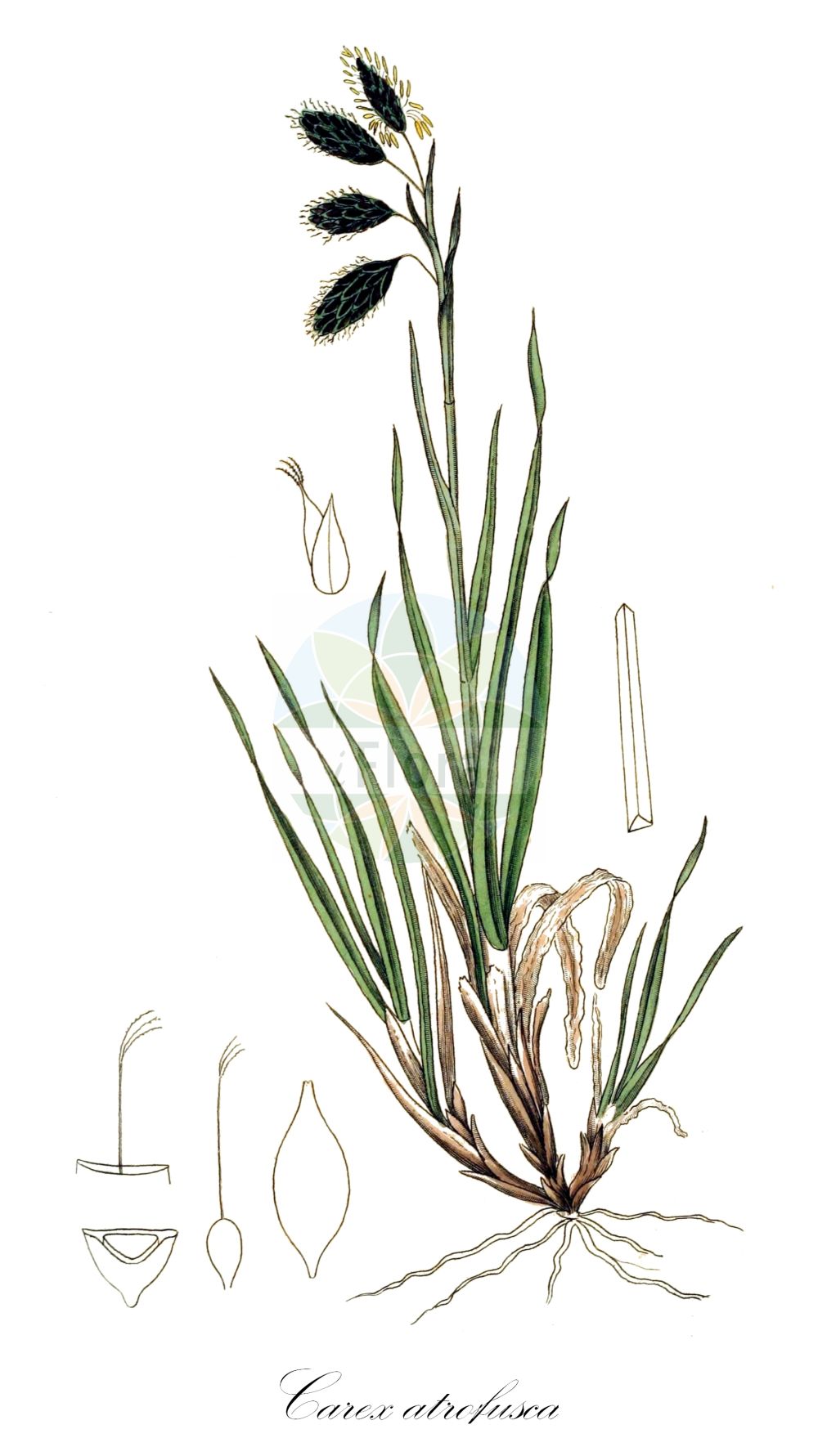 Historische Abbildung von Carex atrofusca (Scorched Alpine-Sedge). Das Bild zeigt Blatt, Bluete, Frucht und Same. ---- Historical Drawing of Carex atrofusca (Scorched Alpine-Sedge). The image is showing leaf, flower, fruit and seed.(Carex atrofusca,Scorched Alpine-Sedge,Carex atrofusca,Carex ustulata,Carex,Segge,Sedge,Cyperaceae,Sauergräser,Sedge family,Blatt,Bluete,Frucht,Same,leaf,flower,fruit,seed,Svensk Botanik (Svensk Botanik))