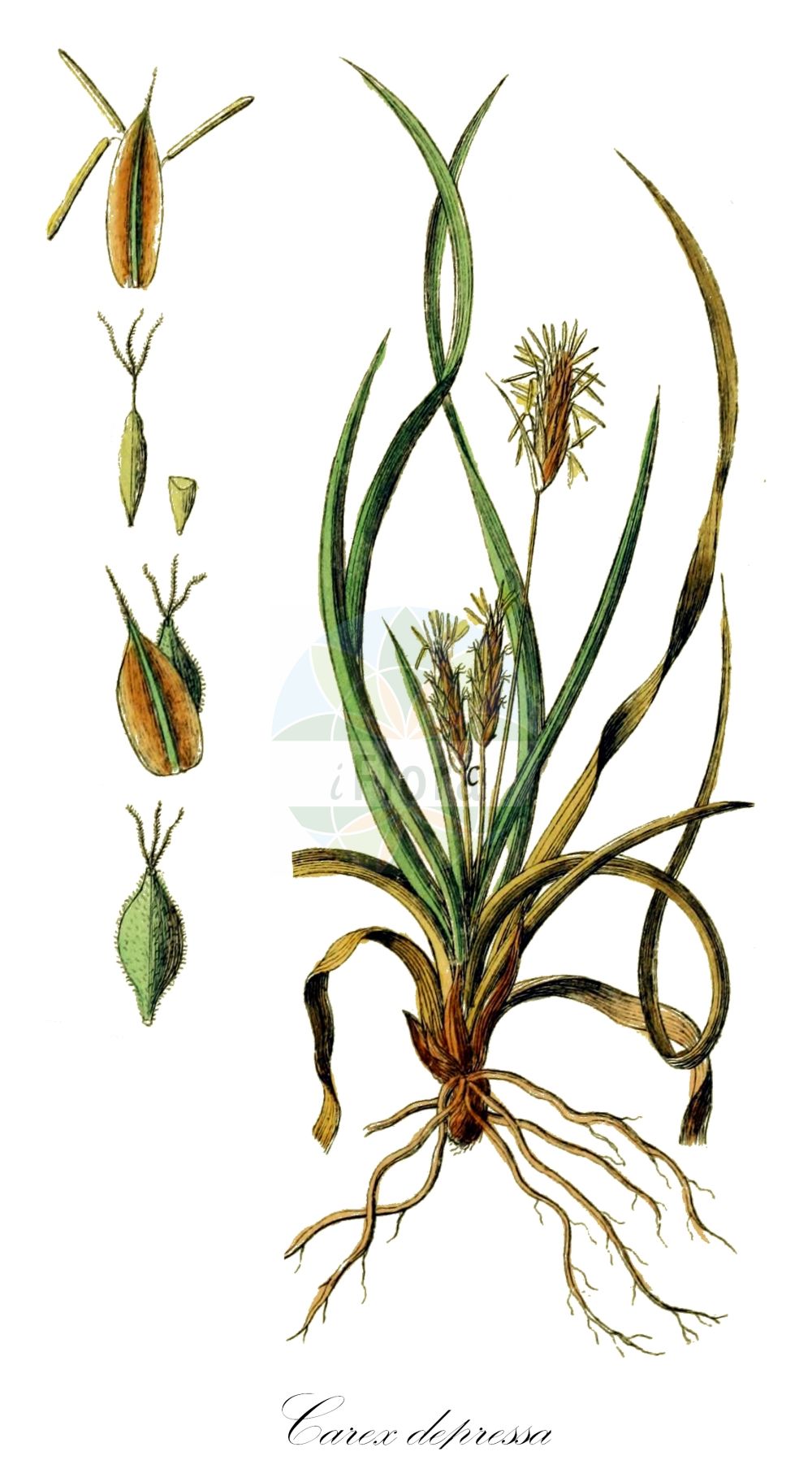 Historische Abbildung von Carex depressa. Das Bild zeigt Blatt, Bluete, Frucht und Same. ---- Historical Drawing of Carex depressa. The image is showing leaf, flower, fruit and seed.(Carex depressa,Carex depressa,Carex hallerana subsp. depressa,Carex,Segge,Sedge,Cyperaceae,Sauergräser,Sedge family,Blatt,Bluete,Frucht,Same,leaf,flower,fruit,seed,Schkuhr (1801))