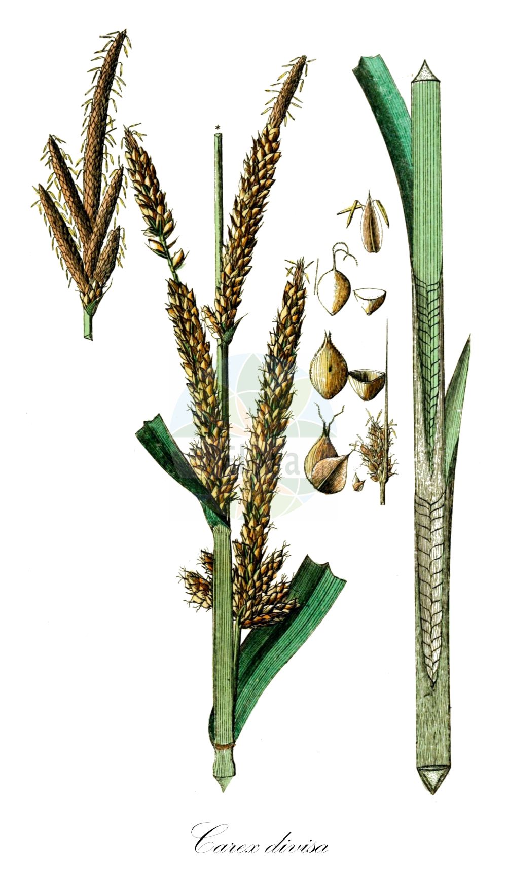 Historische Abbildung von Carex divisa (Divided Sedge). Das Bild zeigt Blatt, Bluete, Frucht und Same. ---- Historical Drawing of Carex divisa (Divided Sedge). The image is showing leaf, flower, fruit and seed.(Carex divisa,Divided Sedge,Carex algarbiensis,Carex ammophila,Carex chaetophylla,Carex divisa,Carex moniziana,Carex rivalis,Carex setifolia,Vignea divisa,Carex,Segge,Sedge,Cyperaceae,Sauergräser,Sedge family,Blatt,Bluete,Frucht,Same,leaf,flower,fruit,seed,Schkuhr (1801))