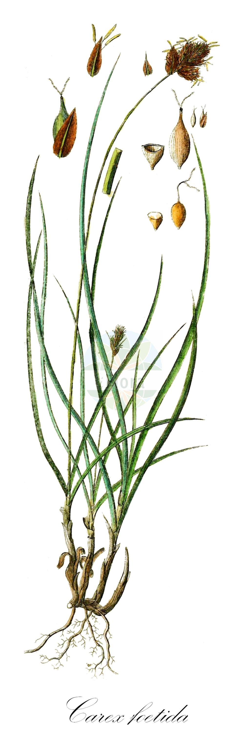 Historische Abbildung von Carex foetida. Das Bild zeigt Blatt, Bluete, Frucht und Same. ---- Historical Drawing of Carex foetida. The image is showing leaf, flower, fruit and seed.(Carex foetida,Carex foetida,Carex,Segge,Sedge,Cyperaceae,Sauergräser,Sedge family,Blatt,Bluete,Frucht,Same,leaf,flower,fruit,seed,Schkuhr (1801))