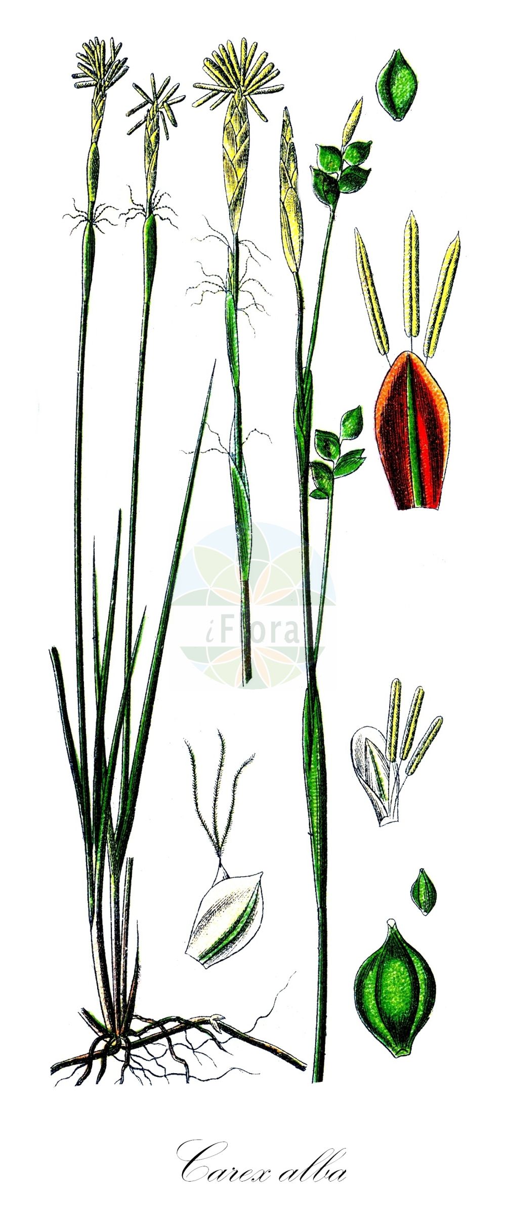 Historische Abbildung von Carex alba (Weiße Segge - Small White Sedge). Das Bild zeigt Blatt, Bluete, Frucht und Same. ---- Historical Drawing of Carex alba (Weiße Segge - Small White Sedge). The image is showing leaf, flower, fruit and seed.(Carex alba,Weiße Segge,Small White Sedge,Carex alba,Weisse Segge,Small White Sedge,White-flowered Sedge,White Sedge,Carex,Segge,Sedge,Cyperaceae,Sauergräser,Sedge family,Blatt,Bluete,Frucht,Same,leaf,flower,fruit,seed,Sturm (1796f))