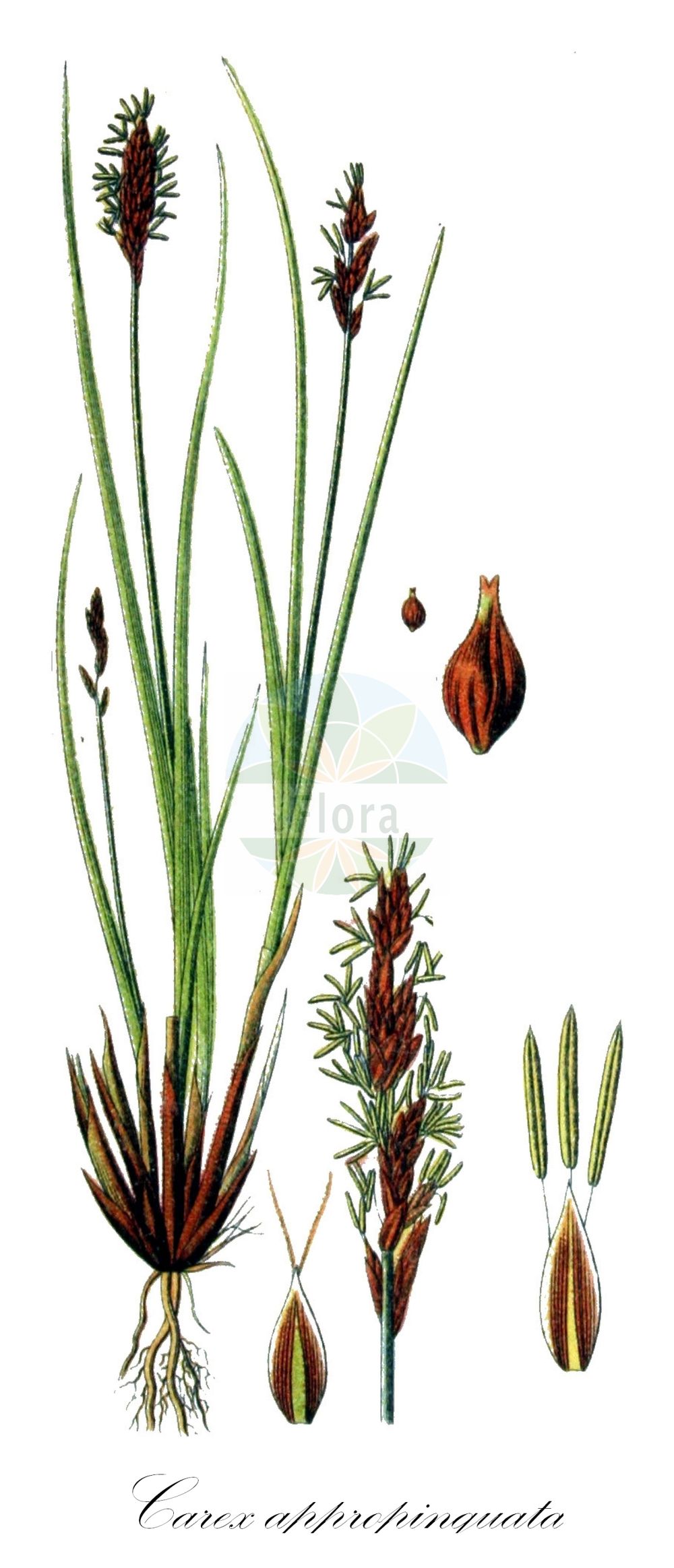 Historische Abbildung von Carex appropinquata (Schwarzschopf-Segge - Fibrous Tussock-Sedge). Das Bild zeigt Blatt, Bluete, Frucht und Same. ---- Historical Drawing of Carex appropinquata (Schwarzschopf-Segge - Fibrous Tussock-Sedge). The image is showing leaf, flower, fruit and seed.(Carex appropinquata,Schwarzschopf-Segge,Fibrous Tussock-Sedge,Carex appropinquata,Carex paradoxa,Vignea appropinquata,Vignea paradoxa,Schwarzschopf-Segge,Gedraengtaehrige Segge,Wunder-Segge,Fibrous Tussock-Sedge,Carex,Segge,Sedge,Cyperaceae,Sauergräser,Sedge family,Blatt,Bluete,Frucht,Same,leaf,flower,fruit,seed,Sturm (1796f))