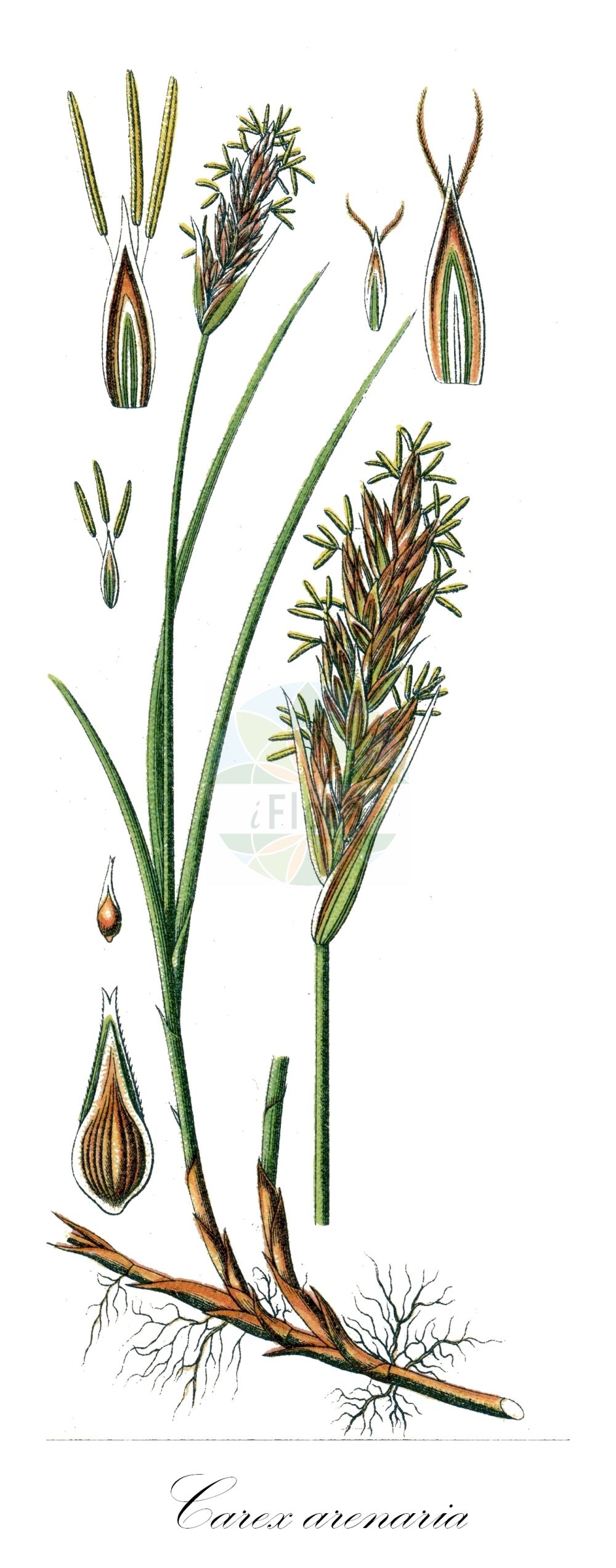 Historische Abbildung von Carex arenaria (Sand-Segge - Sand Sedge). Das Bild zeigt Blatt, Bluete, Frucht und Same. ---- Historical Drawing of Carex arenaria (Sand-Segge - Sand Sedge). The image is showing leaf, flower, fruit and seed.(Carex arenaria,Sand-Segge,Sand Sedge,Carex arenaria,Sand-Segge,Sand Sedge,Common Sea-reed,Marram Matweed,Carex,Segge,Sedge,Cyperaceae,Sauergräser,Sedge family,Blatt,Bluete,Frucht,Same,leaf,flower,fruit,seed,Sturm (1796f))