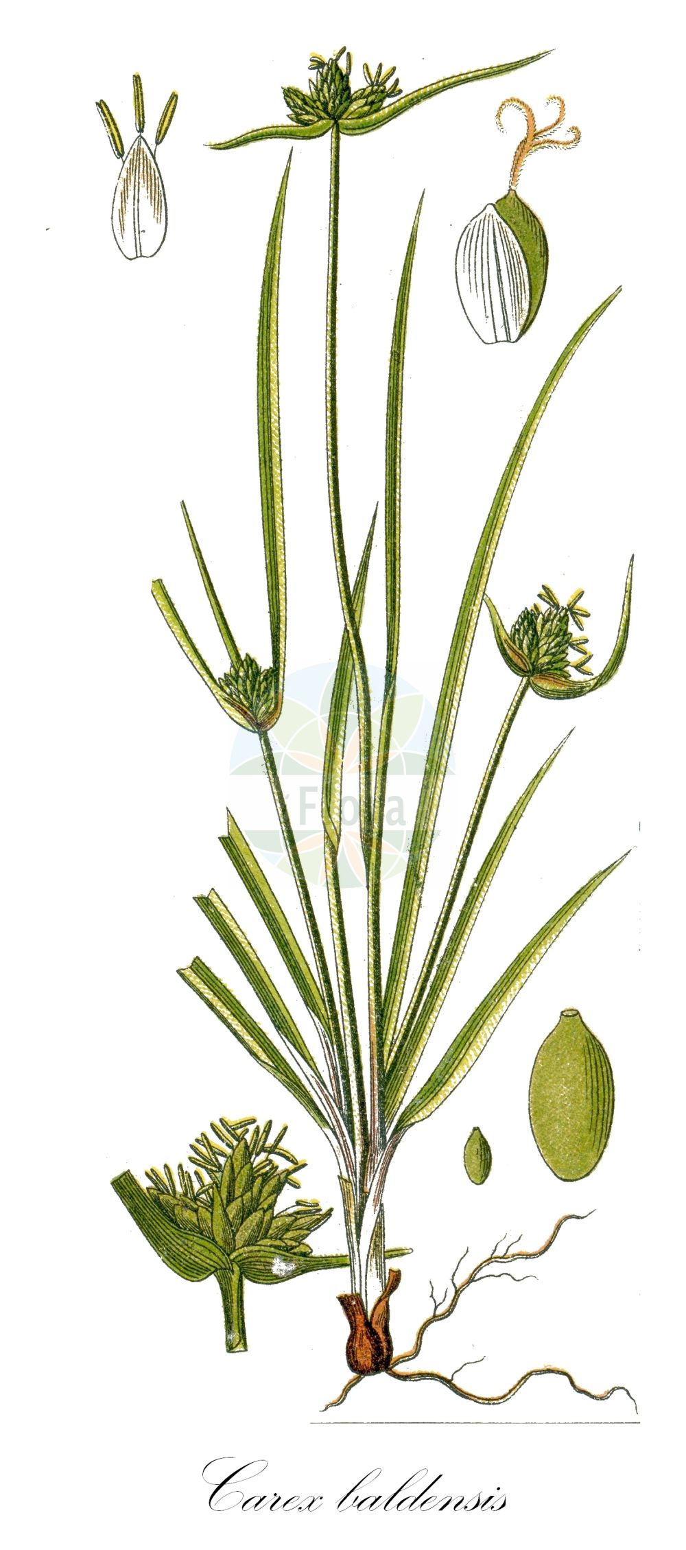 Historische Abbildung von Carex baldensis (Monte Baldo-Segge - Monte Baldo Sedge). Das Bild zeigt Blatt, Bluete, Frucht und Same. ---- Historical Drawing of Carex baldensis (Monte Baldo-Segge - Monte Baldo Sedge). The image is showing leaf, flower, fruit and seed.(Carex baldensis,Monte Baldo-Segge,Monte Baldo Sedge,Carex baldensis,Monte Baldo-Segge,Monte Baldo Sedge,Carex,Segge,Sedge,Cyperaceae,Sauergräser,Sedge family,Blatt,Bluete,Frucht,Same,leaf,flower,fruit,seed,Sturm (1796f))