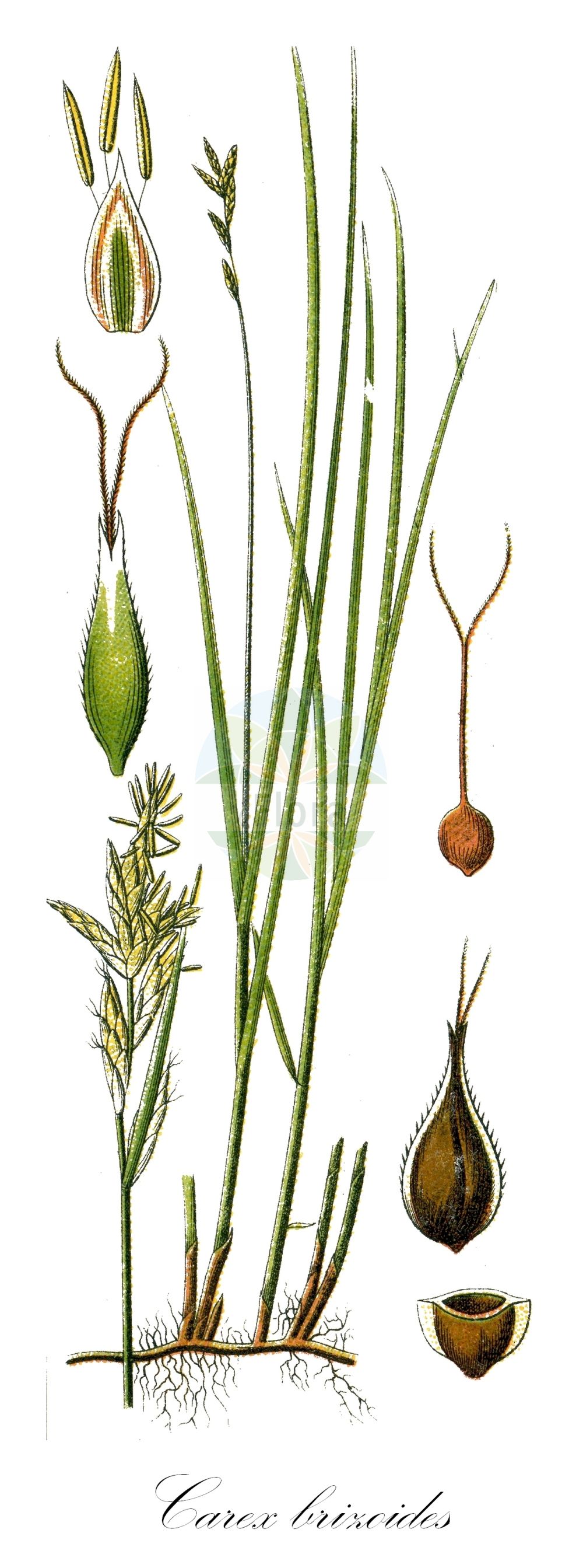 Historische Abbildung von Carex brizoides (Zittergras-Segge - Quaking-grass Sedge). Das Bild zeigt Blatt, Bluete, Frucht und Same. ---- Historical Drawing of Carex brizoides (Zittergras-Segge - Quaking-grass Sedge). The image is showing leaf, flower, fruit and seed.(Carex brizoides,Zittergras-Segge,Quaking-grass Sedge,Carex brizoides,Carex pseudobrizoides,Vignea brizoides,Vignea pseudobrizoides,Zittergras-Segge,Quaking-grass Sedge,Alpine Grass,Quaking Sedge,Carex,Segge,Sedge,Cyperaceae,Sauergräser,Sedge family,Blatt,Bluete,Frucht,Same,leaf,flower,fruit,seed,Sturm (1796f))