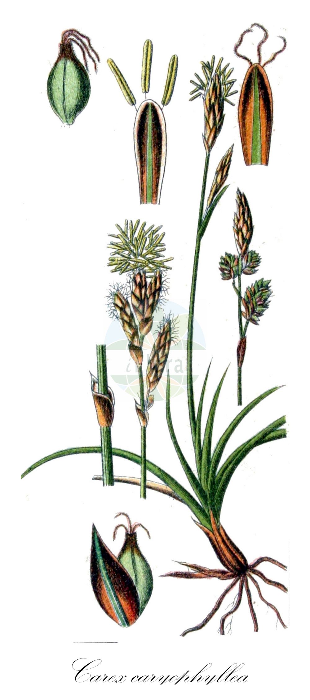 Historische Abbildung von Carex caryophyllea (Frühlings-Segge - Spring-Sedge). Das Bild zeigt Blatt, Bluete, Frucht und Same. ---- Historical Drawing of Carex caryophyllea (Frühlings-Segge - Spring-Sedge). The image is showing leaf, flower, fruit and seed.(Carex caryophyllea,Frühlings-Segge,Spring-Sedge,Carex caryophyllea,Carex fuscotincta,Carex ruthenica,Carex trachyantha,Carex verna,Fruehlings-Segge,Spring-Sedge,Vernal Sedge,Carex,Segge,Sedge,Cyperaceae,Sauergräser,Sedge family,Blatt,Bluete,Frucht,Same,leaf,flower,fruit,seed,Sturm (1796f))