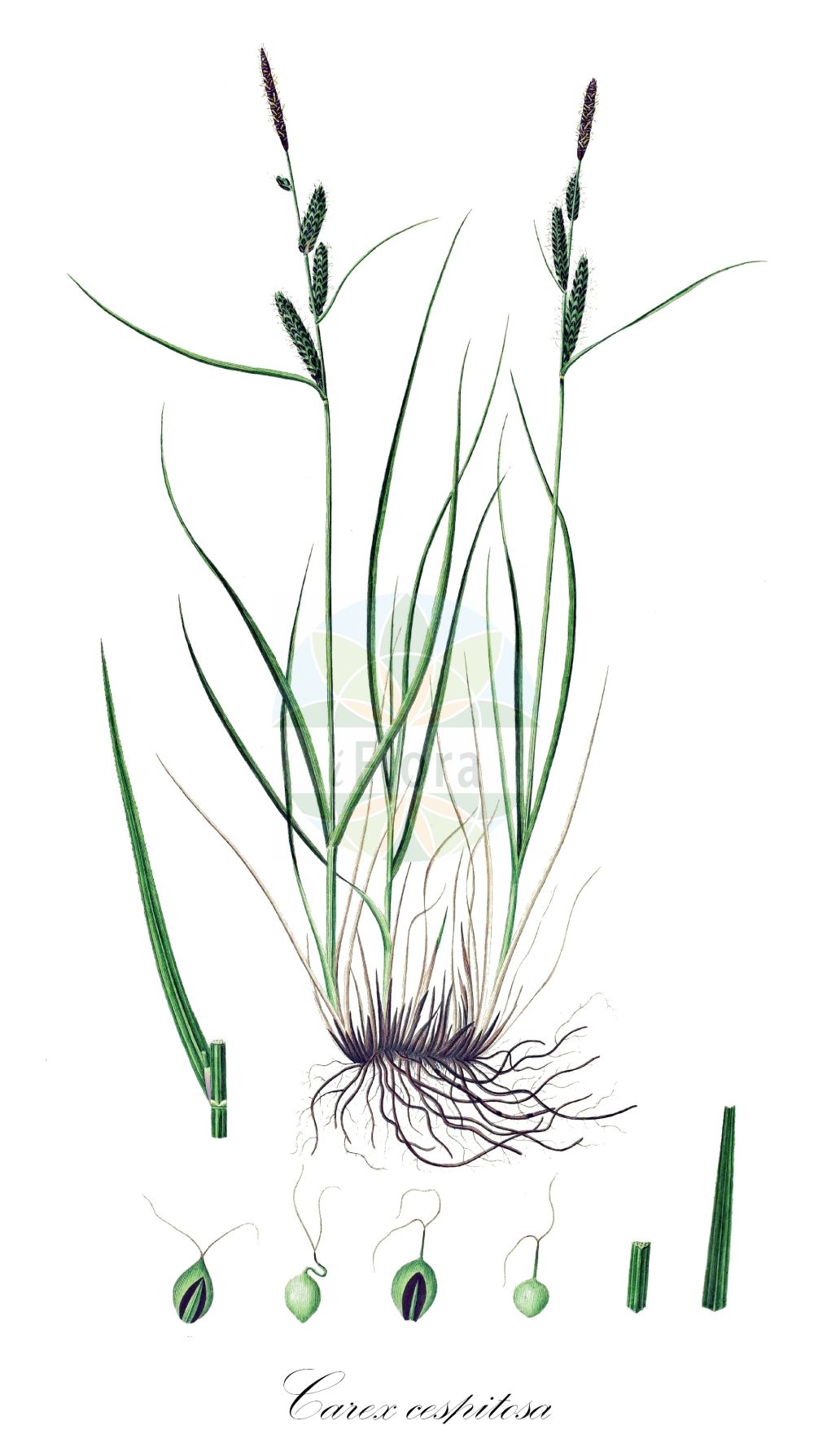 Historische Abbildung von Carex cespitosa (Rasen-Segge - Lesser Tufted-Sedge). Das Bild zeigt Blatt, Bluete, Frucht und Same. ---- Historical Drawing of Carex cespitosa (Rasen-Segge - Lesser Tufted-Sedge). The image is showing leaf, flower, fruit and seed.(Carex cespitosa,Rasen-Segge,Lesser Tufted-Sedge,Carex cespitosa,Carex inumbrata,Carex neglecta,Carex retorta,Vignea neglecta,Rasen-Segge,Lesser Tufted-Sedge,Carex,Segge,Sedge,Cyperaceae,Sauergräser,Sedge family,Blatt,Bluete,Frucht,Same,leaf,flower,fruit,seed,Oeder (1761-1883))