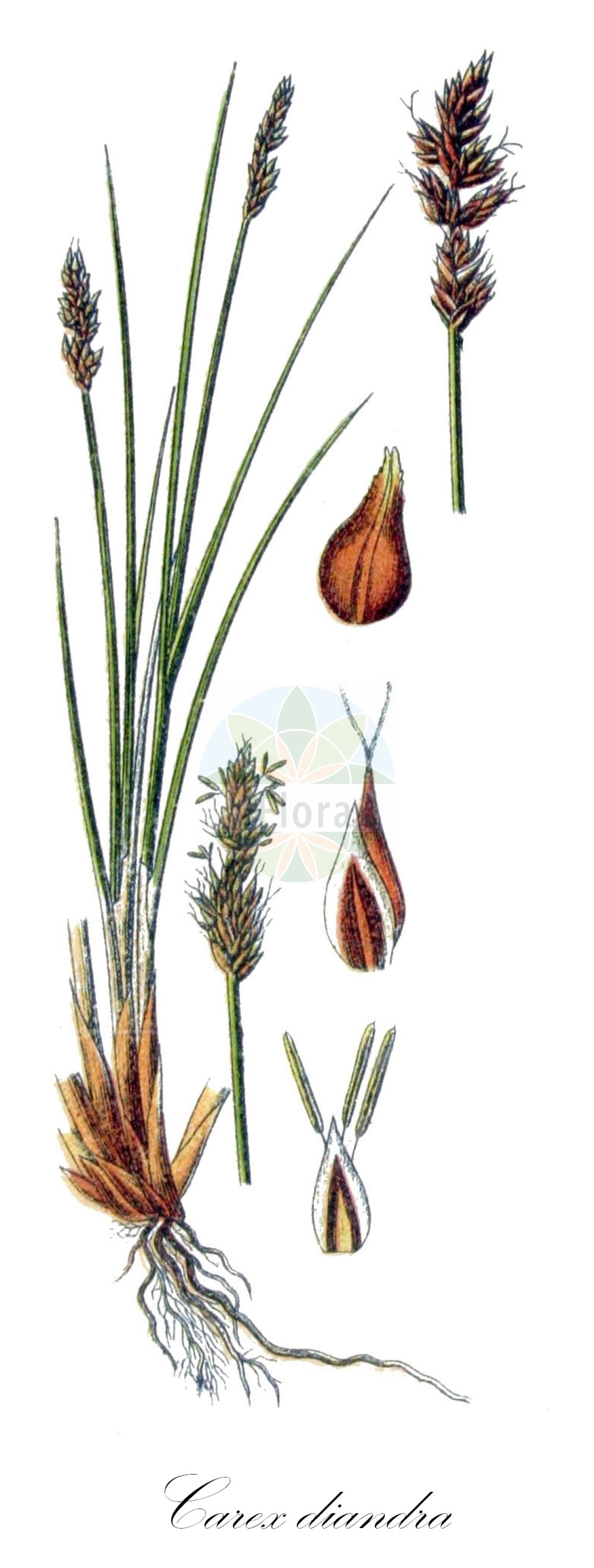 Historische Abbildung von Carex diandra (Draht-Segge - Lesser Tussock-Sedge). Das Bild zeigt Blatt, Bluete, Frucht und Same. ---- Historical Drawing of Carex diandra (Draht-Segge - Lesser Tussock-Sedge). The image is showing leaf, flower, fruit and seed.(Carex diandra,Draht-Segge,Lesser Tussock-Sedge,Carex diandra,Carex teretiuscula,Vignea diandra,Draht-Segge,Lesser Tussock-Sedge,Lesser Panicled Sedge,Carex,Segge,Sedge,Cyperaceae,Sauergräser,Sedge family,Blatt,Bluete,Frucht,Same,leaf,flower,fruit,seed,Sturm (1796f))