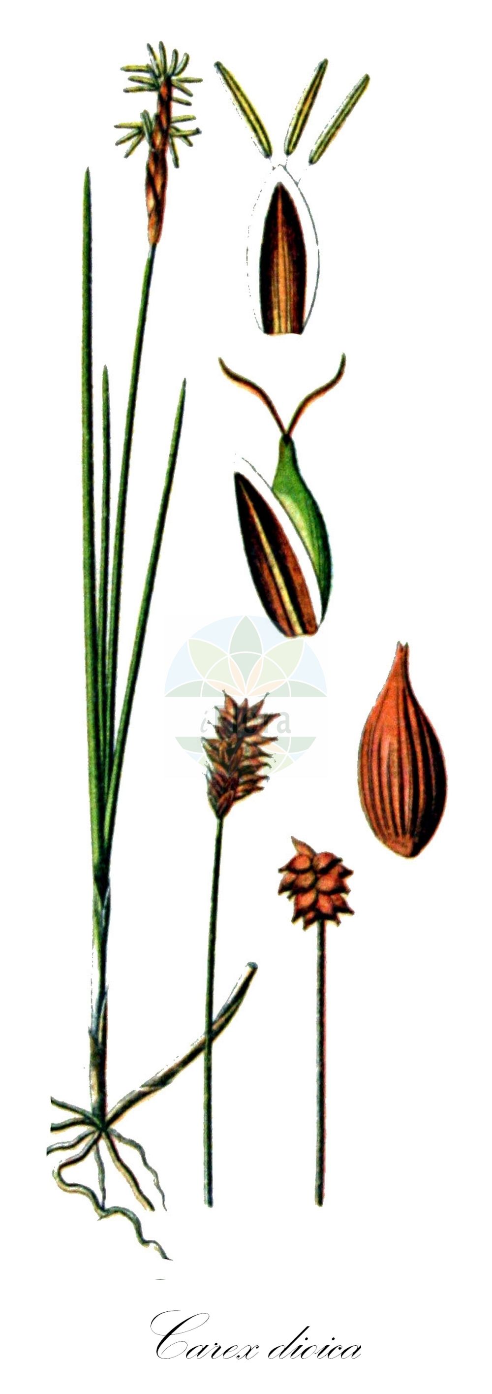 Historische Abbildung von Carex dioica (Zweihäusige Segge - Dioecious Sedge). Das Bild zeigt Blatt, Bluete, Frucht und Same. ---- Historical Drawing of Carex dioica (Zweihäusige Segge - Dioecious Sedge). The image is showing leaf, flower, fruit and seed.(Carex dioica,Zweihäusige Segge,Dioecious Sedge,Carex dioica,Carex microstachya,Vignea dioica,Zweihaeusige Segge,Dioecious Sedge,Carex,Segge,Sedge,Cyperaceae,Sauergräser,Sedge family,Blatt,Bluete,Frucht,Same,leaf,flower,fruit,seed,Sturm (1796f))