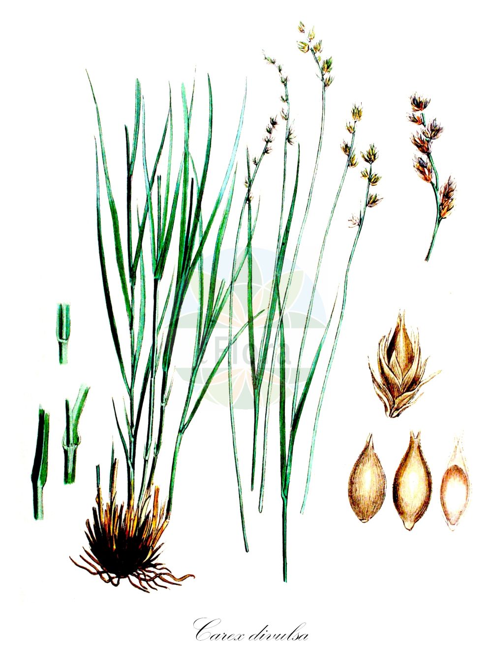 Historische Abbildung von Carex divulsa (Unterbrochenährige Segge - Grey Sedge). Das Bild zeigt Blatt, Bluete, Frucht und Same. ---- Historical Drawing of Carex divulsa (Unterbrochenährige Segge - Grey Sedge). The image is showing leaf, flower, fruit and seed.(Carex divulsa,Unterbrochenährige Segge,Grey Sedge,Carex divulsa,Vignea divulsa,Unterbrochenaehrige Segge,Lockeraehrige Segge,Vielblatt-Segge,Grey Sedge,Gray Sedge,Grassland Sedge,Carex,Segge,Sedge,Cyperaceae,Sauergräser,Sedge family,Blatt,Bluete,Frucht,Same,leaf,flower,fruit,seed,Kops (1800-1934))