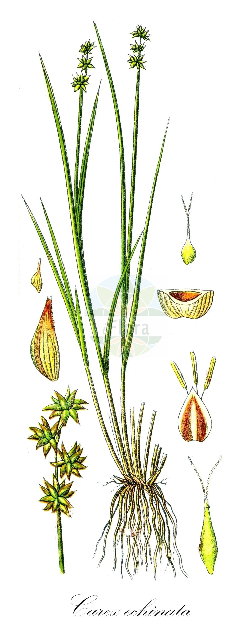 Carex echinata - Cyperaceae,Plantae,Pteridobiotina,Angiosperms,Poales,Cyperaceae,Carex,Carex echinata,Carex echinata var. echinata, Carex leersii var. angustata, Vignea echinata,Stern-Segge;Igel-Segge;Igelfrüchtige Segge;star sedge;carex étoilé;Laîche hérisson;laîche en étoile;laîche étoilée;Carice stellare;sterzegge;осока ежевидно-колосковая;küt ayakotu;presje;càrex estel·lat;zvjezdasti šaš;stjärnstarr;stjerne-star;turzyca gwiazdkowata;bodičnati šaš;töviskés sás;ostřice ježatá;ostrica ježatá;осока їжакова;звездовидна острица;tähttarn;aslapu grīslis;stjernestorr;tähtisara;ситна оштрица;žvaigždėtoji viksva