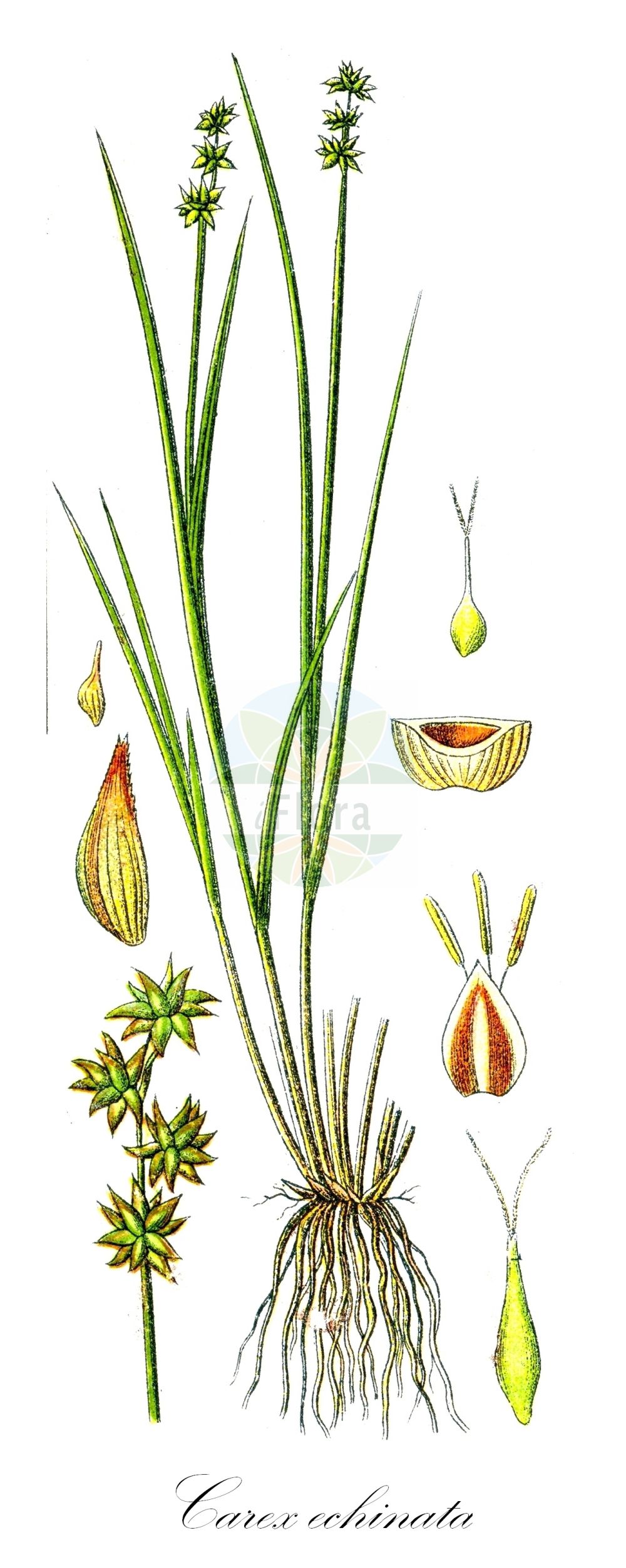 Historische Abbildung von Carex echinata (Igel-Segge - Star Sedge). Das Bild zeigt Blatt, Bluete, Frucht und Same. ---- Historical Drawing of Carex echinata (Igel-Segge - Star Sedge). The image is showing leaf, flower, fruit and seed.(Carex echinata,Igel-Segge,Star Sedge,Carex echinata,Carex grypos,Carex stellulata,Vignea echinata,Igel-Segge,Stern-Segge,Star Sedge,Carex,Segge,Sedge,Cyperaceae,Sauergräser,Sedge family,Blatt,Bluete,Frucht,Same,leaf,flower,fruit,seed,Sturm (1796f))