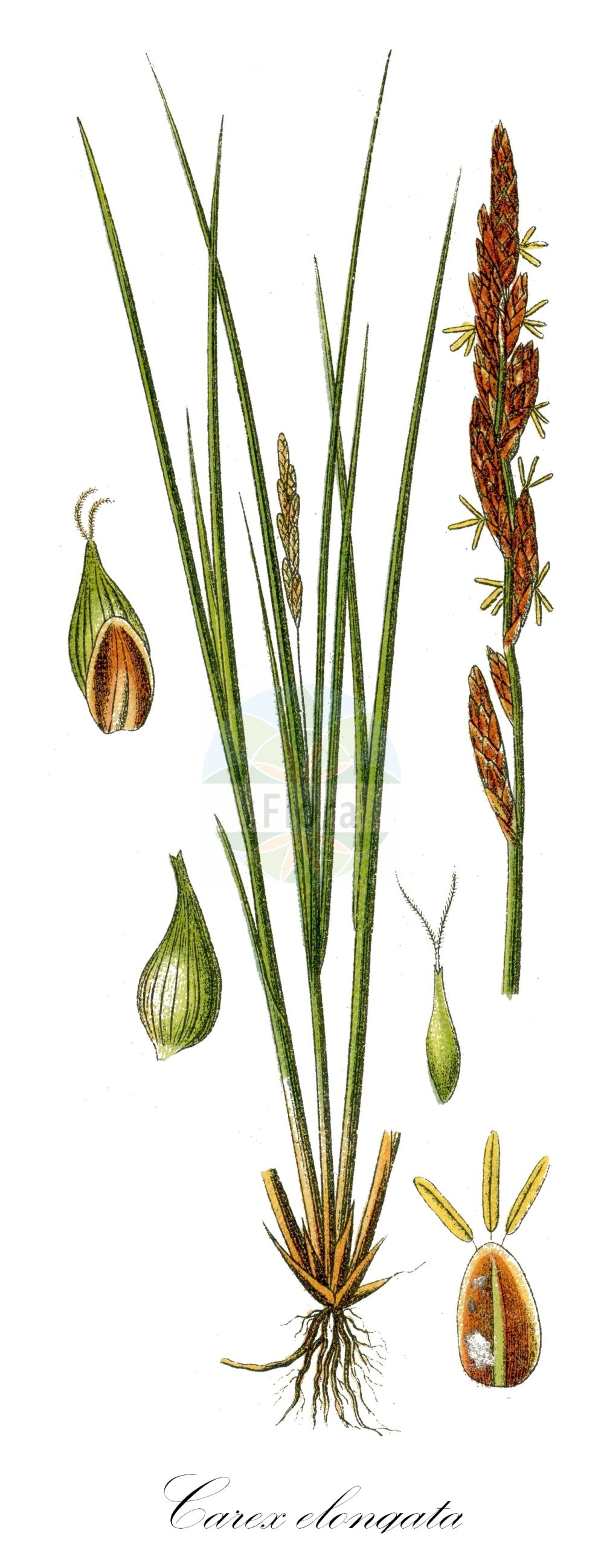 Historische Abbildung von Carex elongata (Walzen-Segge - Elongated Sedge). Das Bild zeigt Blatt, Bluete, Frucht und Same. ---- Historical Drawing of Carex elongata (Walzen-Segge - Elongated Sedge). The image is showing leaf, flower, fruit and seed.(Carex elongata,Walzen-Segge,Elongated Sedge,Carex elongata,Vignea elongata,Walzen-Segge,Langaehrige Segge,Elongated Sedge,Gingerbread Sedge,Carex,Segge,Sedge,Cyperaceae,Sauergräser,Sedge family,Blatt,Bluete,Frucht,Same,leaf,flower,fruit,seed,Sturm (1796f))