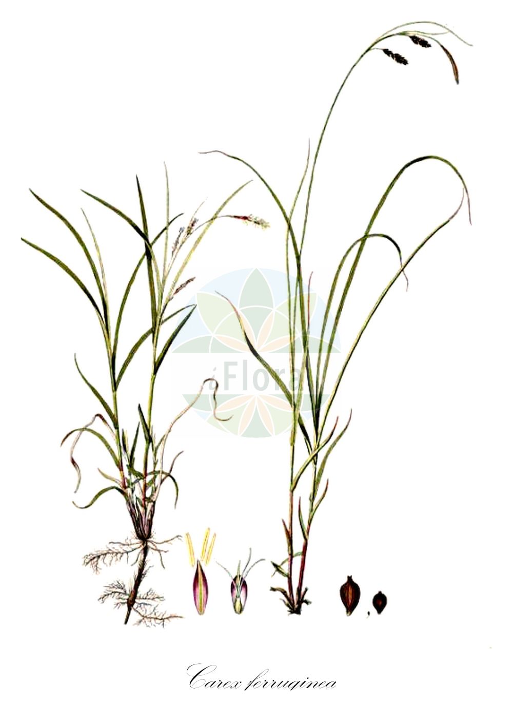 Historische Abbildung von Carex ferruginea (Rost-Segge - Rusty Sedge). Das Bild zeigt Blatt, Bluete, Frucht und Same. ---- Historical Drawing of Carex ferruginea (Rost-Segge - Rusty Sedge). The image is showing leaf, flower, fruit and seed.(Carex ferruginea,Rost-Segge,Rusty Sedge,Carex ferruginea,Carex kerneri,Rost-Segge,Rusty Sedge,Carex,Segge,Sedge,Cyperaceae,Sauergräser,Sedge family,Blatt,Bluete,Frucht,Same,leaf,flower,fruit,seed,Host (1801-1809))