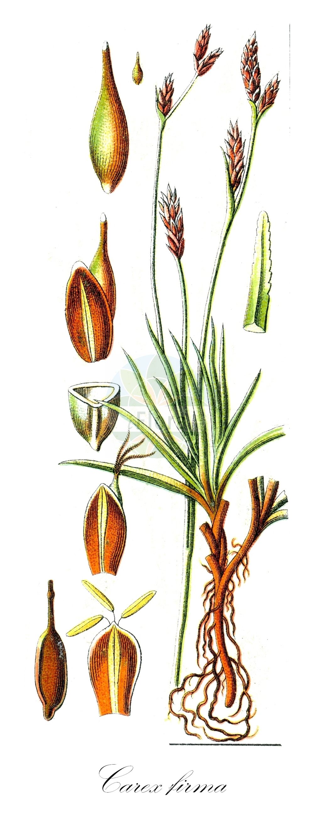 Historische Abbildung von Carex firma (Polster-Segge - Cushion Sedge). Das Bild zeigt Blatt, Bluete, Frucht und Same. ---- Historical Drawing of Carex firma (Polster-Segge - Cushion Sedge). The image is showing leaf, flower, fruit and seed.(Carex firma,Polster-Segge,Cushion Sedge,Carex firma,Polster-Segge,Cushion Sedge,Carex,Segge,Sedge,Cyperaceae,Sauergräser,Sedge family,Blatt,Bluete,Frucht,Same,leaf,flower,fruit,seed,Sturm (1796f))