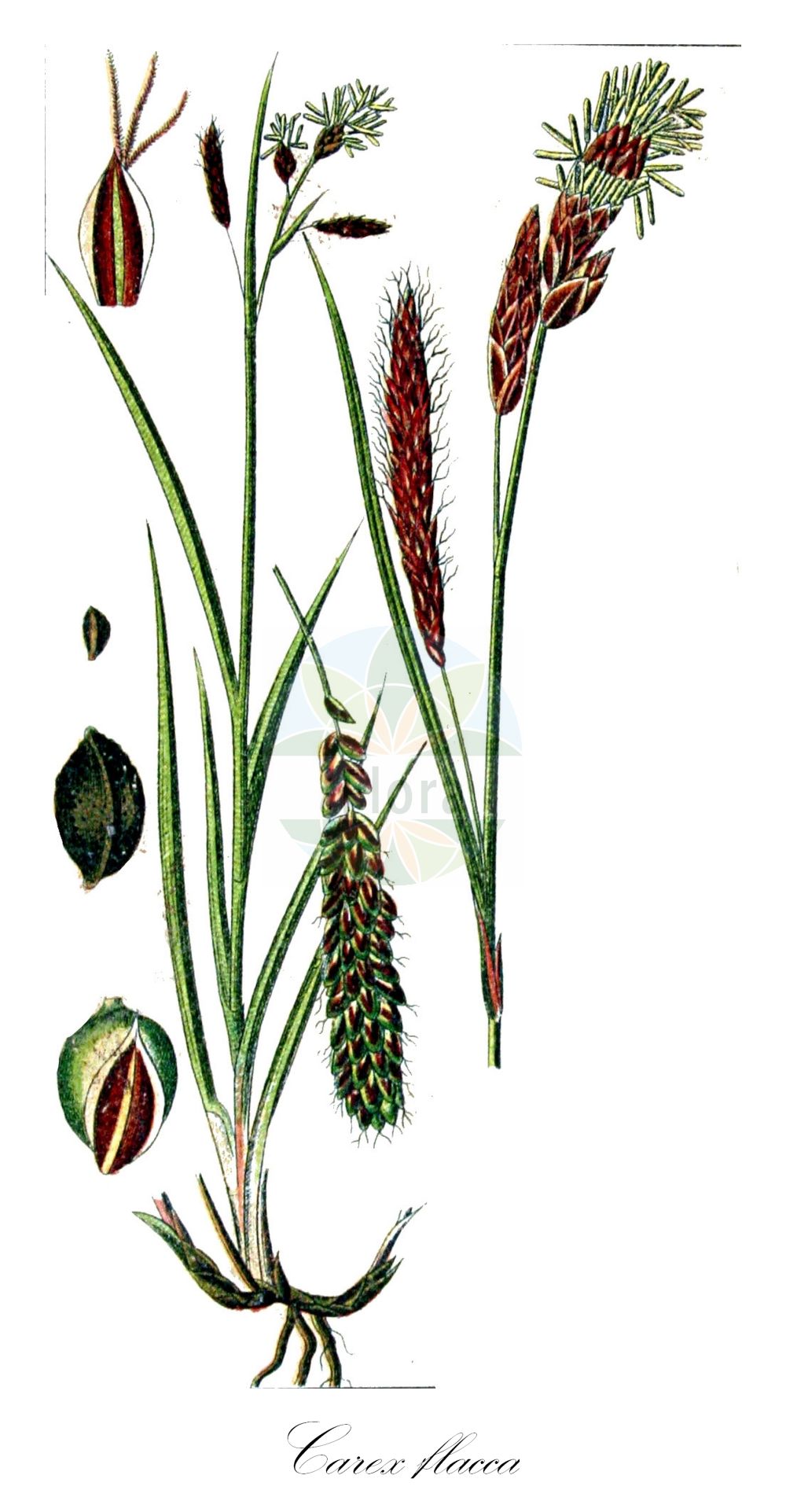 Historische Abbildung von Carex flacca (Blaugrüne Segge - Glaucous Sedge). Das Bild zeigt Blatt, Bluete, Frucht und Same. ---- Historical Drawing of Carex flacca (Blaugrüne Segge - Glaucous Sedge). The image is showing leaf, flower, fruit and seed.(Carex flacca,Blaugrüne Segge,Glaucous Sedge,Carex flacca,Blaugruene Segge,Glaucous Sedge,Carnationgrass,Heath Sedge,Carex,Segge,Sedge,Cyperaceae,Sauergräser,Sedge family,Blatt,Bluete,Frucht,Same,leaf,flower,fruit,seed,Sturm (1796f))