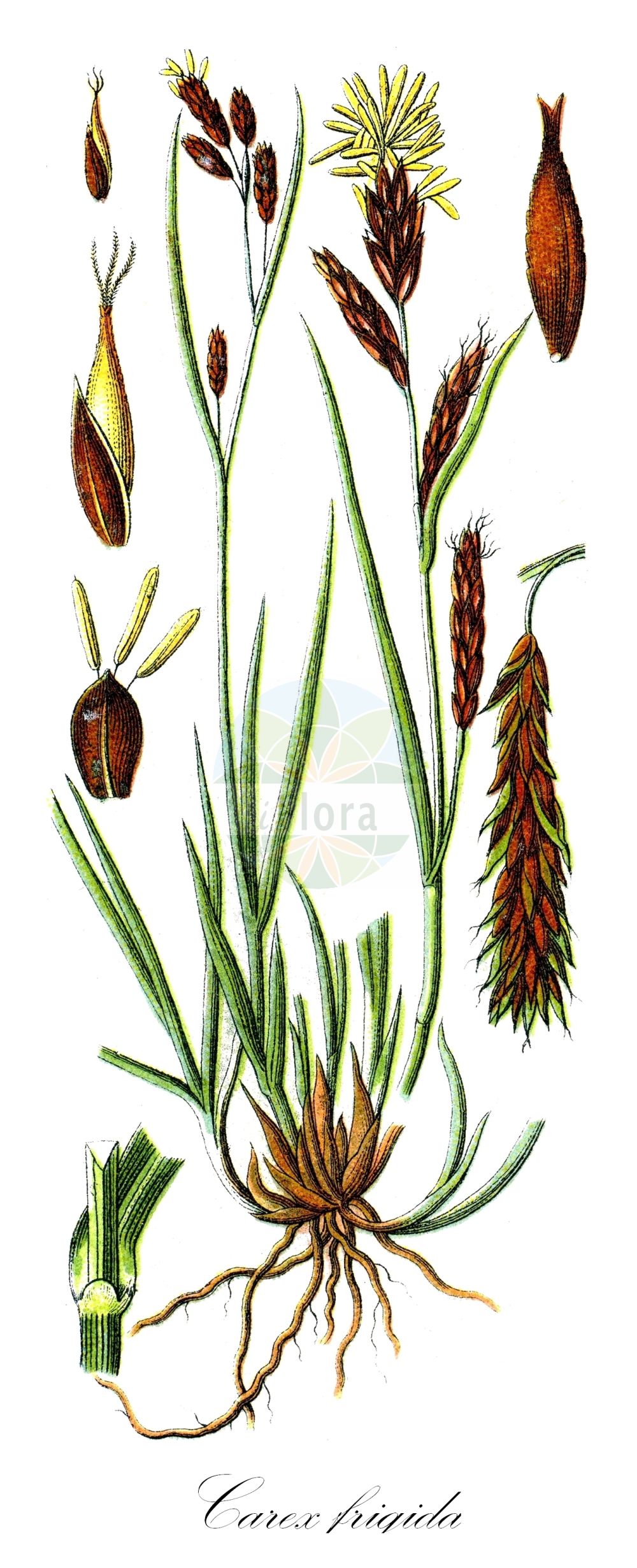 Historische Abbildung von Carex frigida (Kälteliebende Segge - Ice Sedge). Das Bild zeigt Blatt, Bluete, Frucht und Same. ---- Historical Drawing of Carex frigida (Kälteliebende Segge - Ice Sedge). The image is showing leaf, flower, fruit and seed.(Carex frigida,Kälteliebende Segge,Ice Sedge,Carex frigida,Carex pseudofrigida,Kaelteliebende Segge,Eis-Segge,Ice Sedge,Carex,Segge,Sedge,Cyperaceae,Sauergräser,Sedge family,Blatt,Bluete,Frucht,Same,leaf,flower,fruit,seed,Sturm (1796f))