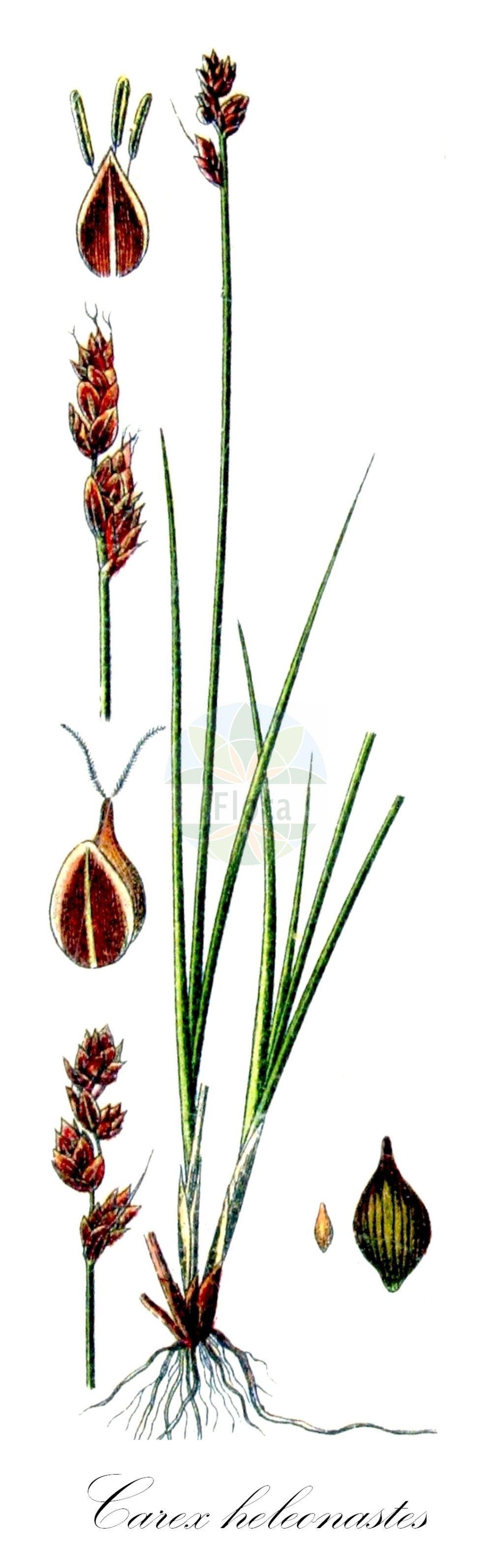 Historische Abbildung von Carex heleonastes (Torf-Segge - Hudson Bay Sedge). Das Bild zeigt Blatt, Bluete, Frucht und Same. ---- Historical Drawing of Carex heleonastes (Torf-Segge - Hudson Bay Sedge). The image is showing leaf, flower, fruit and seed.(Carex heleonastes,Torf-Segge,Hudson Bay Sedge,Carex heleonastes,Torf-Segge,Schlenken-Segge,Torfmoor-Segge,Hudson Bay Sedge,Peat Sedge,Carex,Segge,Sedge,Cyperaceae,Sauergräser,Sedge family,Blatt,Bluete,Frucht,Same,leaf,flower,fruit,seed,Sturm (1796f))